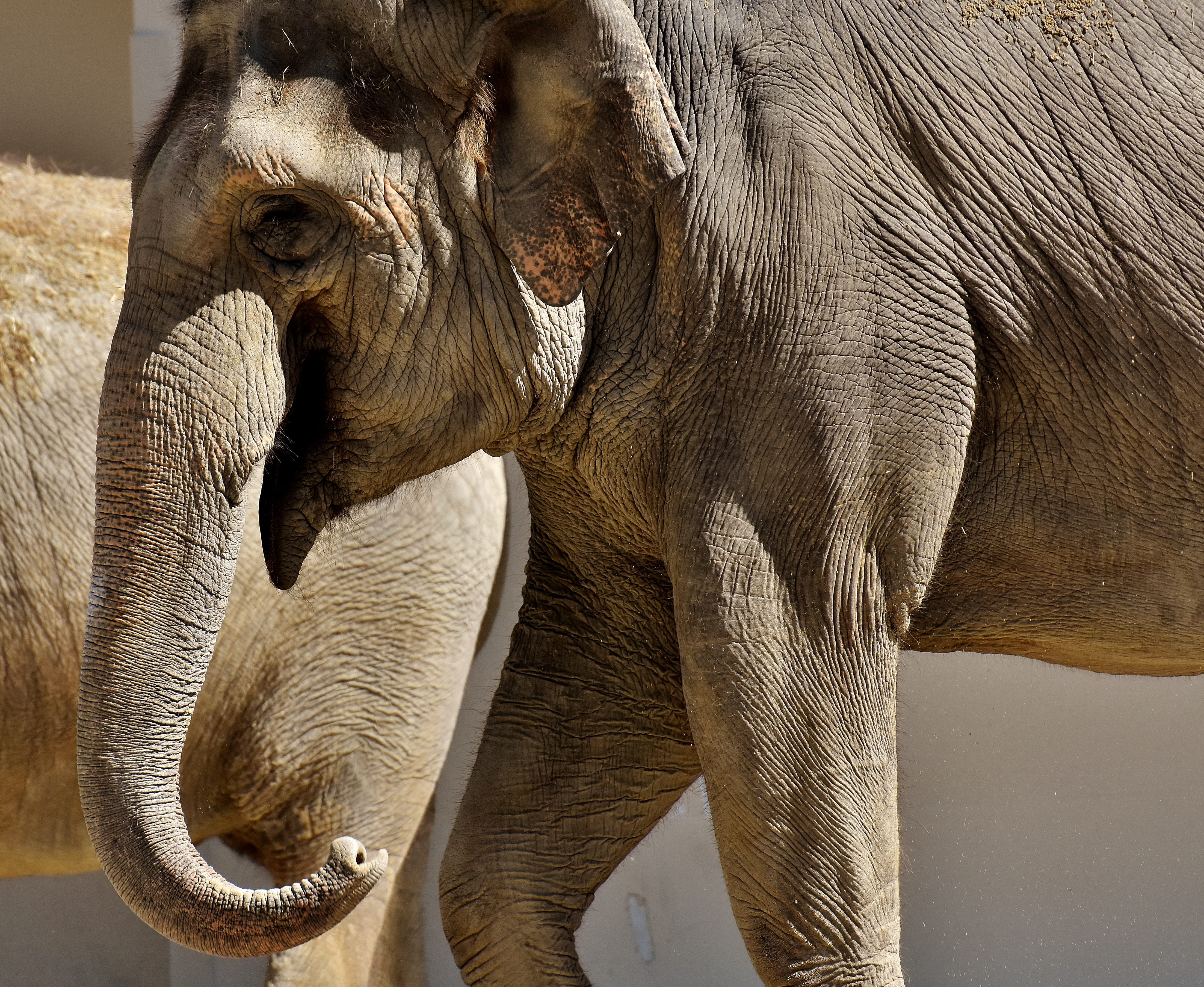 day, no people, elephant, vertebrate, proboscis, pachyderm, grauhaeuter, animal trunk, animal themes, asian elephant, hellabrunn, one animal, mammal, herbivorous, HD Wallpaper