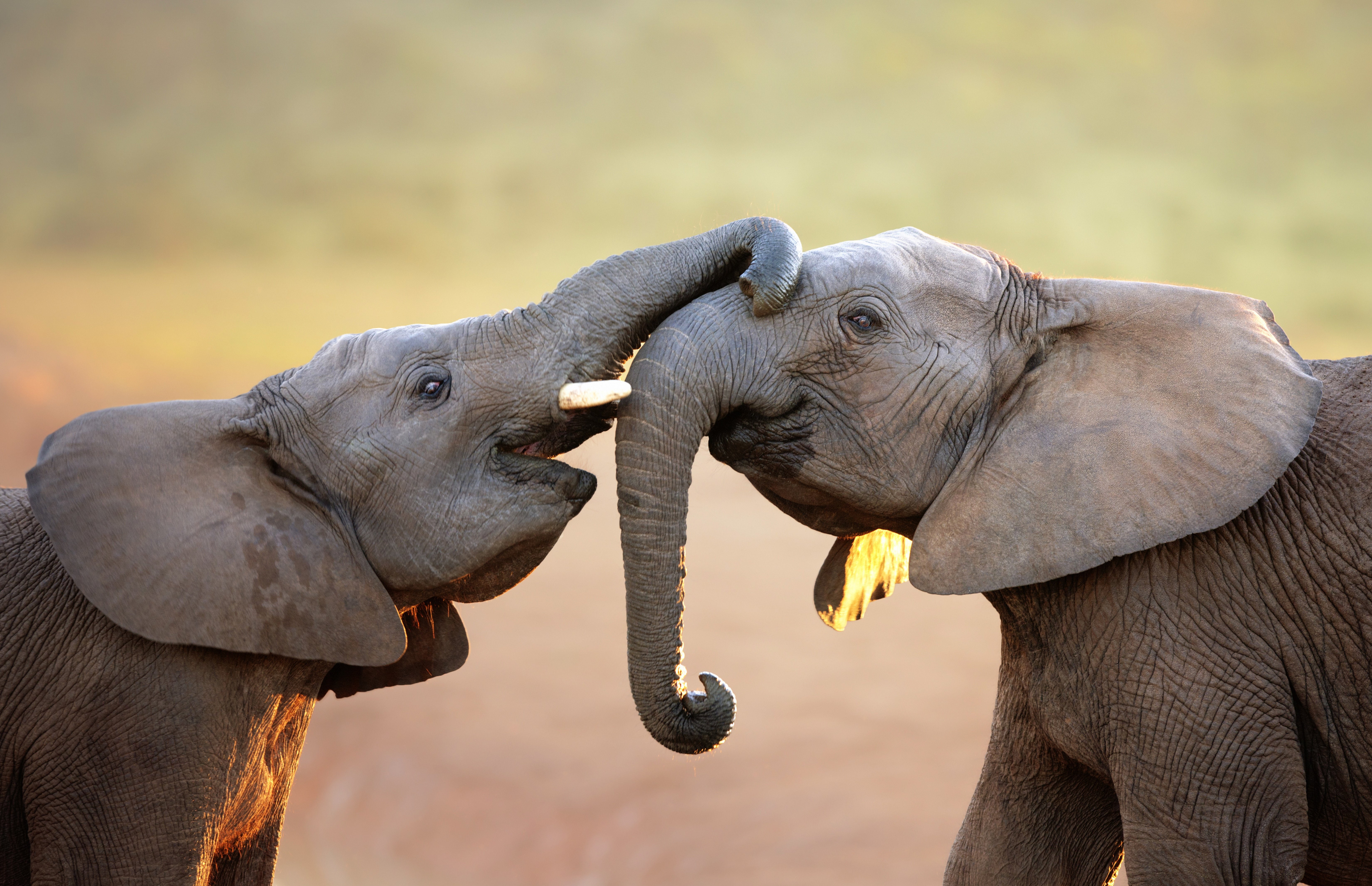 side view, animal wildlife, 5K, group of animals, Elephants, focus on foreground, profile view, no people, face to face, day, animal themes, mammal, animal trunk, HD Wallpaper