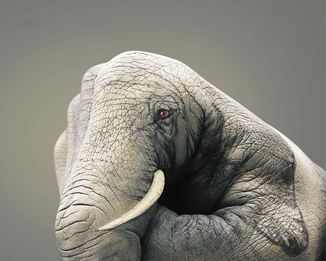 studio shot, Elephant, no people, gray, 720P, gray background, figure, close-up, human, zoology, animal trunk, asian elephant, animal head, hand, one animal, HD Wallpaper