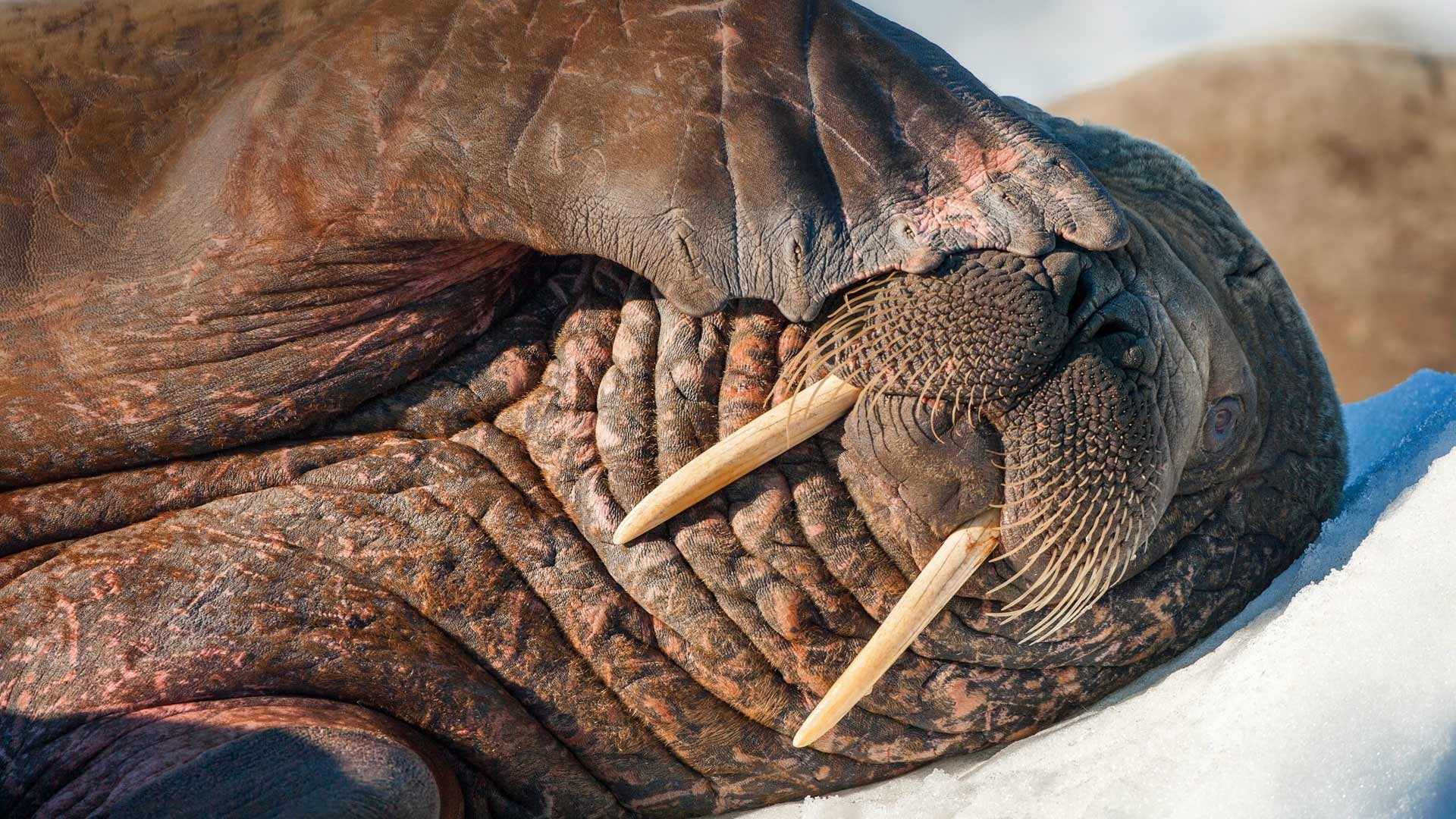 animal, 1080P, animal themes, african elephant, no people, animal head, nature landscape, wrinkled, vertebrate, day, close-up, asian elephant, extreme close-up, HD Wallpaper