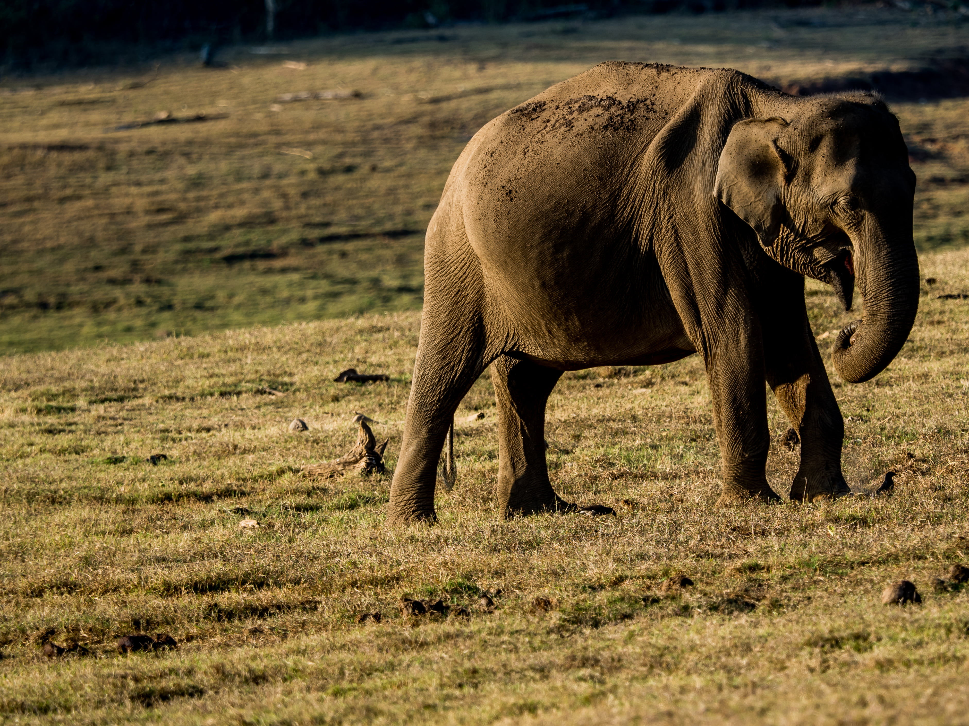 safari Animals, large, eating, outdoors, wilderness Area, nature, national Park, grass, 2K, photo, wildlife, wildlife Reserve, brown, elephant, mammal, HD Wallpaper