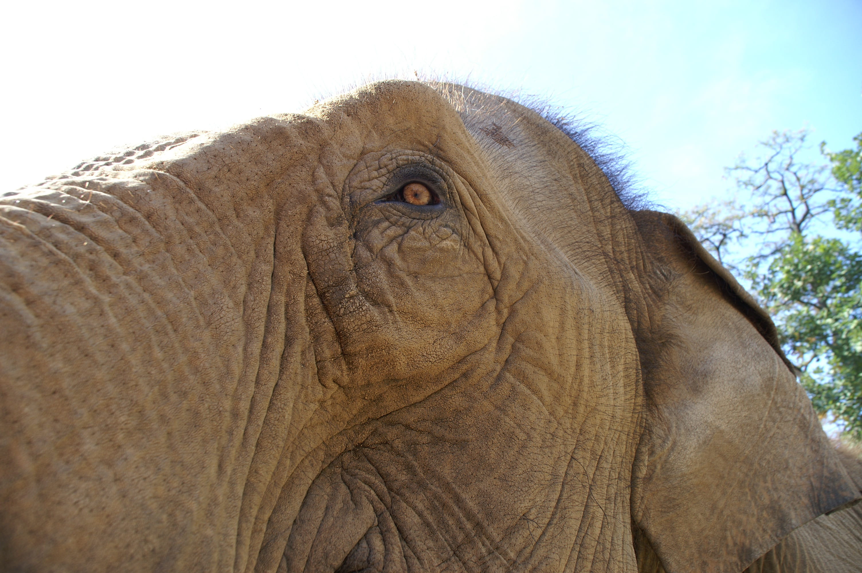 asian elephant, 2K, elephant, herbivorous, animal body part, animal wildlife, one animal, animal head, no people, outdoors, close up, animal eye, eye, HD Wallpaper