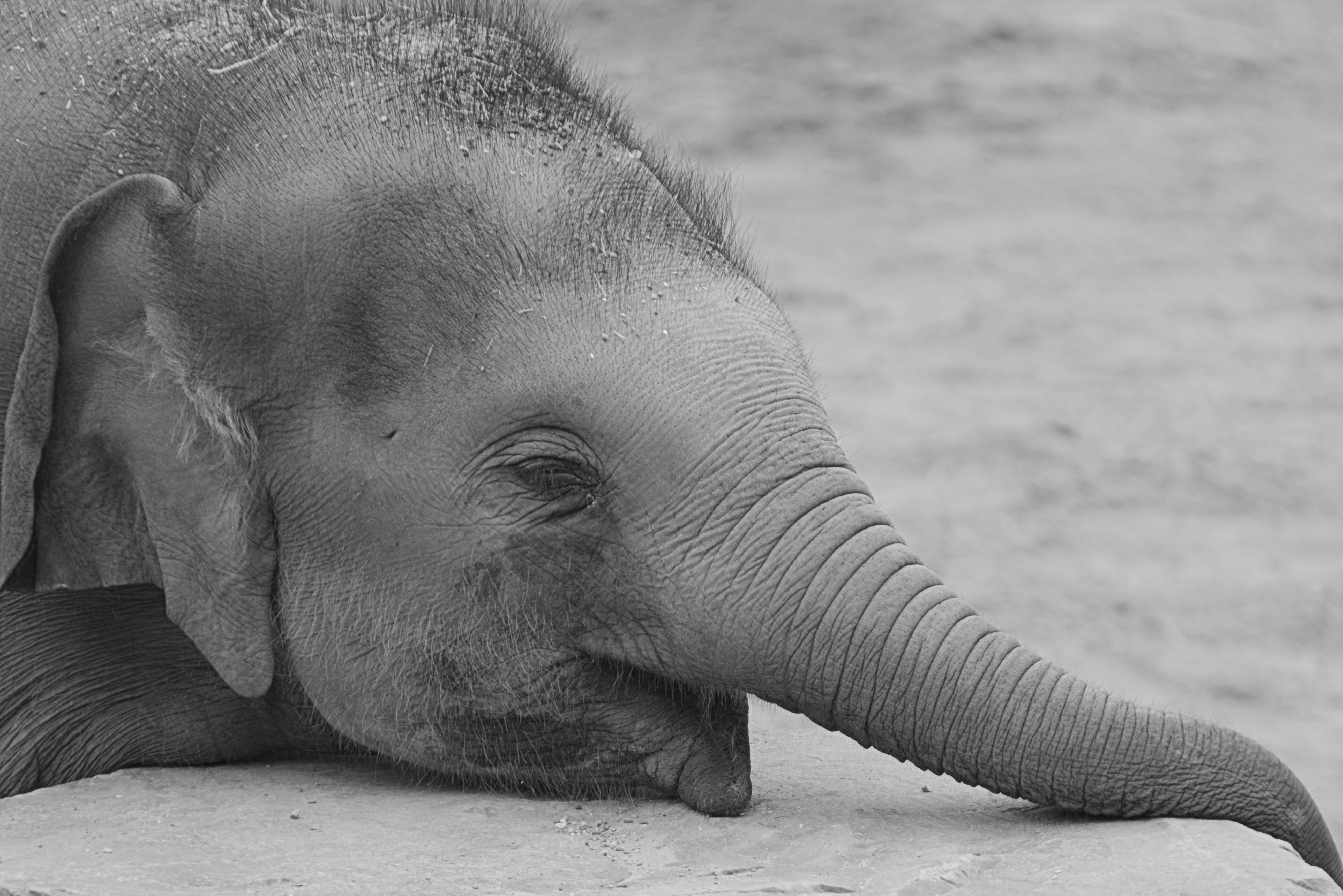 nature, no people, outdoors, animals in captivity, mammal, animal wildlife, day, young animal, close-up, one animal, vertebrate, 5K, animals in the wild, HD Wallpaper