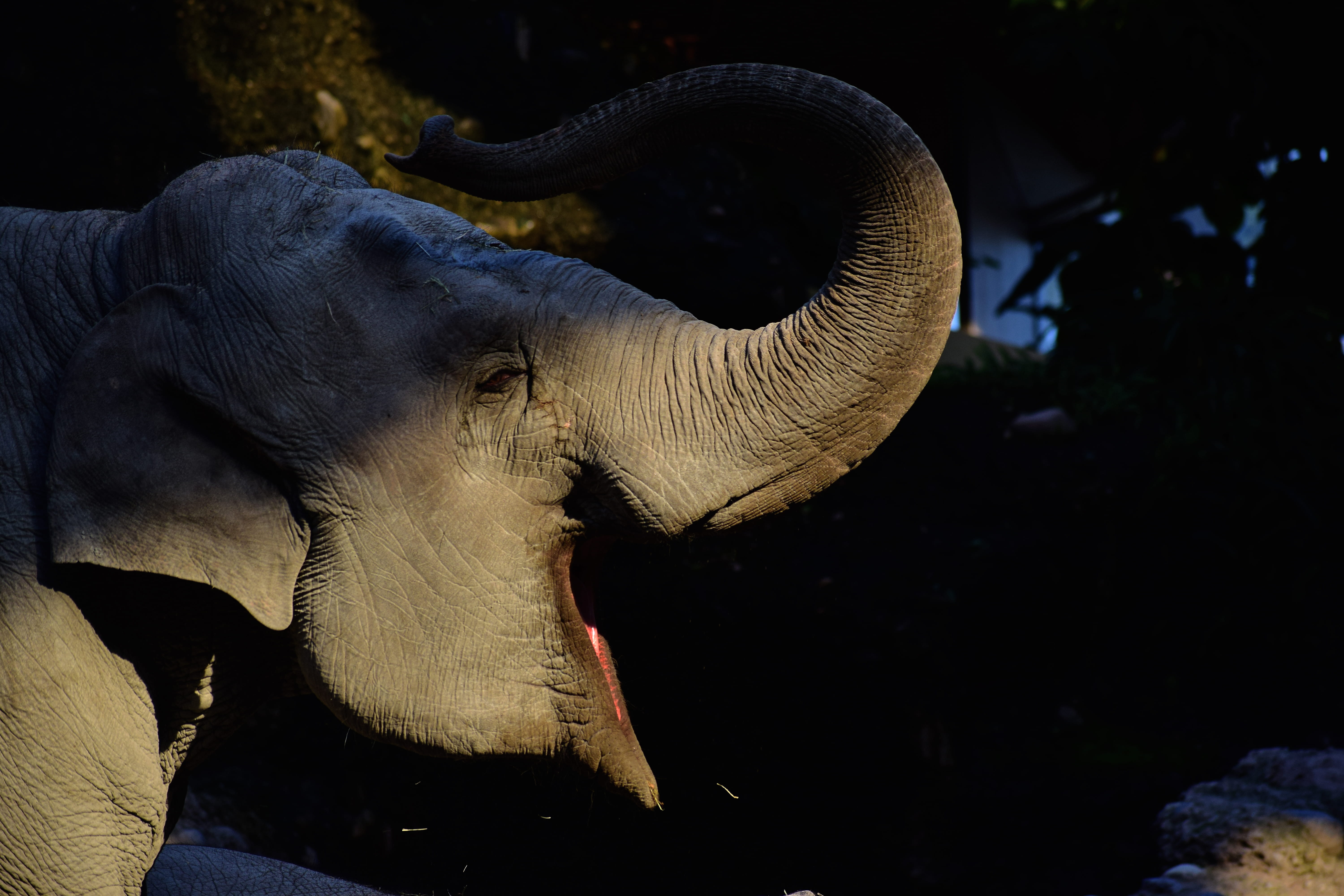 focus on foreground, mouth open, close-up, elephant, animal trunk, animal themes, yawning, asian elephant, animal, 5K, nature, outdoors, no people, night, HD Wallpaper