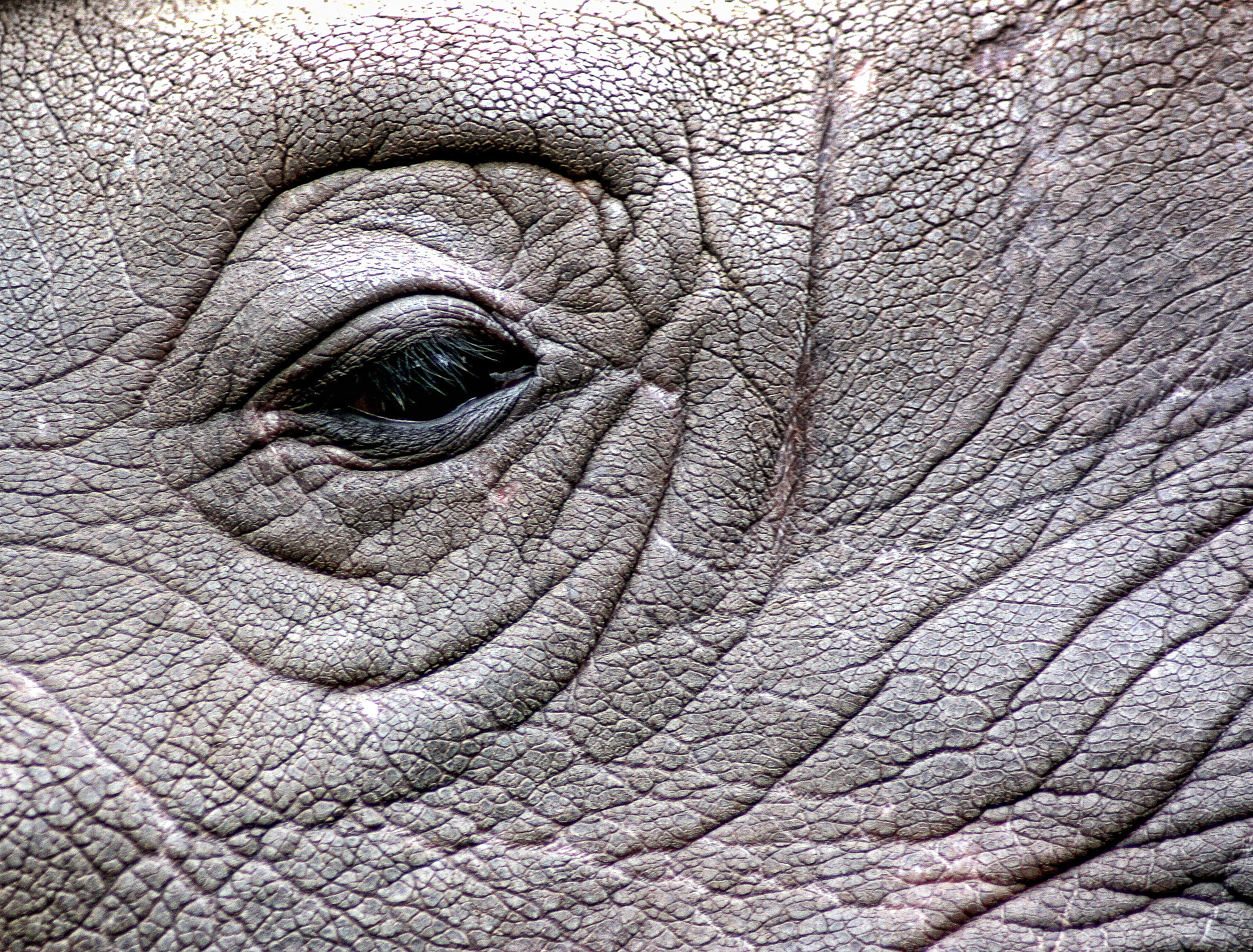 no people, wildlife, animal eye, rhinoceros, animal skin, skin, photography, 2K, rhino, endangered, asian elephant, backgrounds, animal themes, dangerous, HD Wallpaper