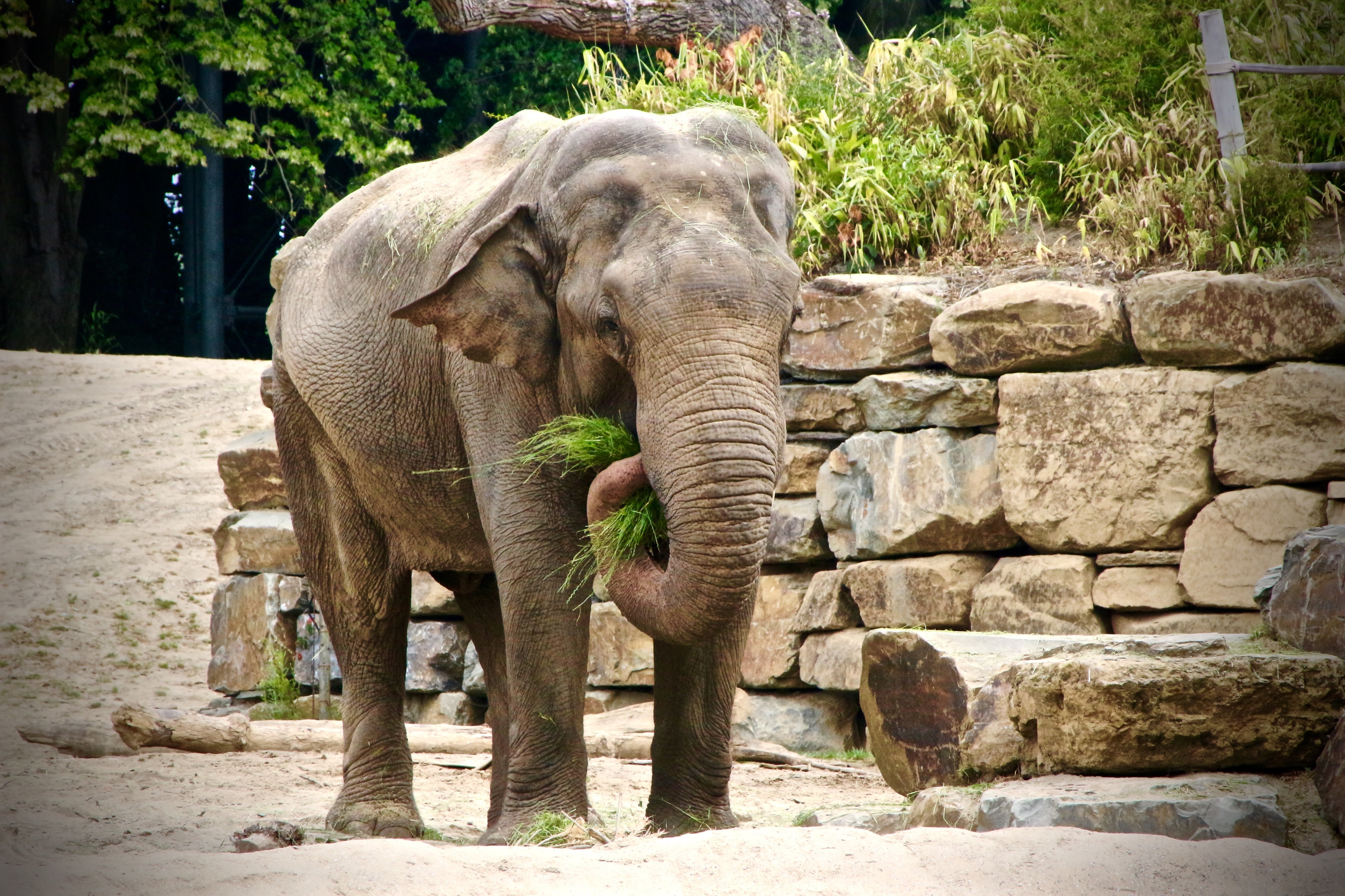 5K, animal wildlife, planckendael, plant, animals in the wild, animals in captivity, sunlight, no people, elephant, outdoors, animal body part, herbivorous, HD Wallpaper
