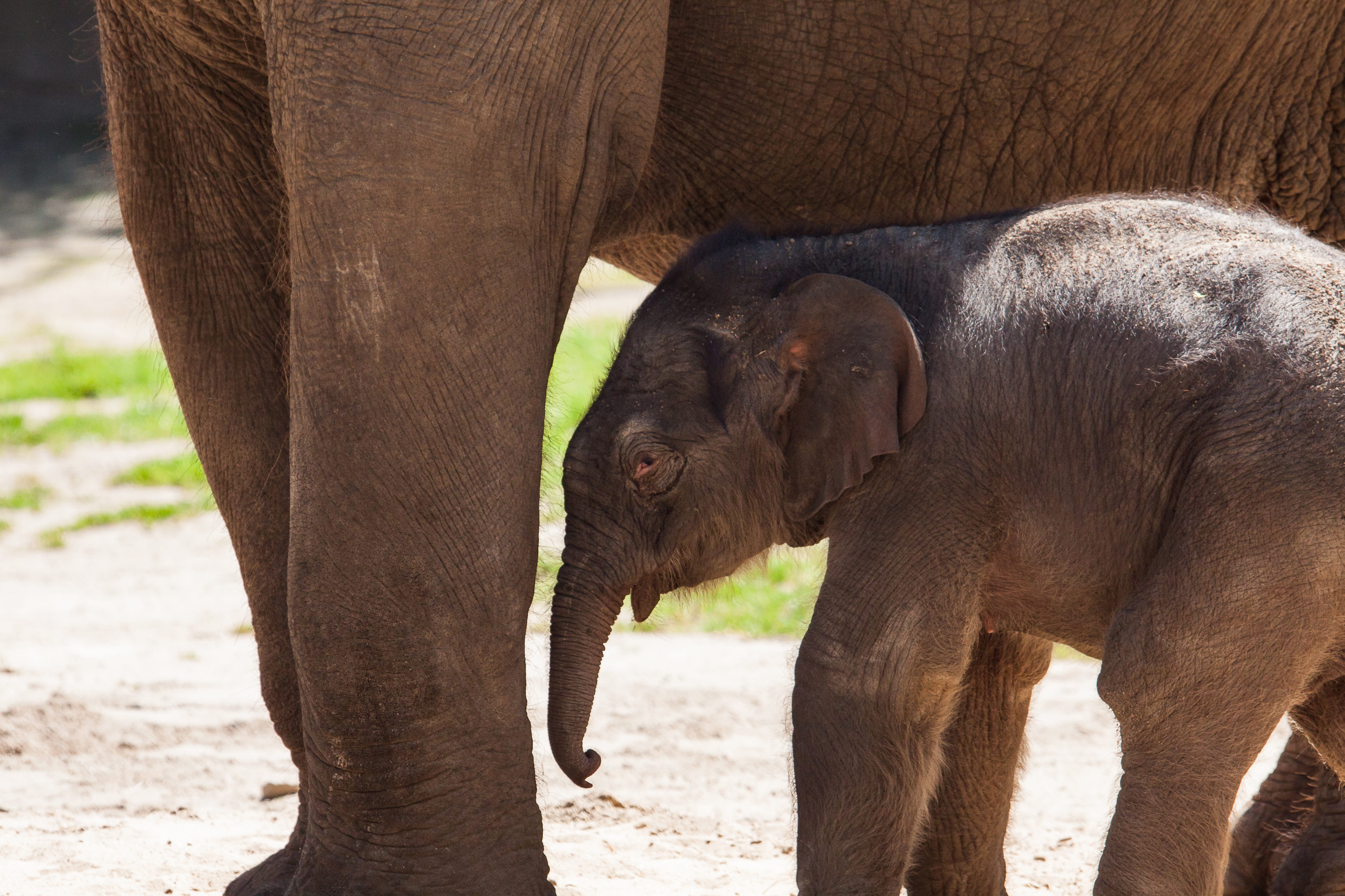 animal body part, herbivorous, baby elephant, one animal, care, day, zoo, animal head, young animal, focus on foreground, domestic animals, nature, mammal, HD Wallpaper