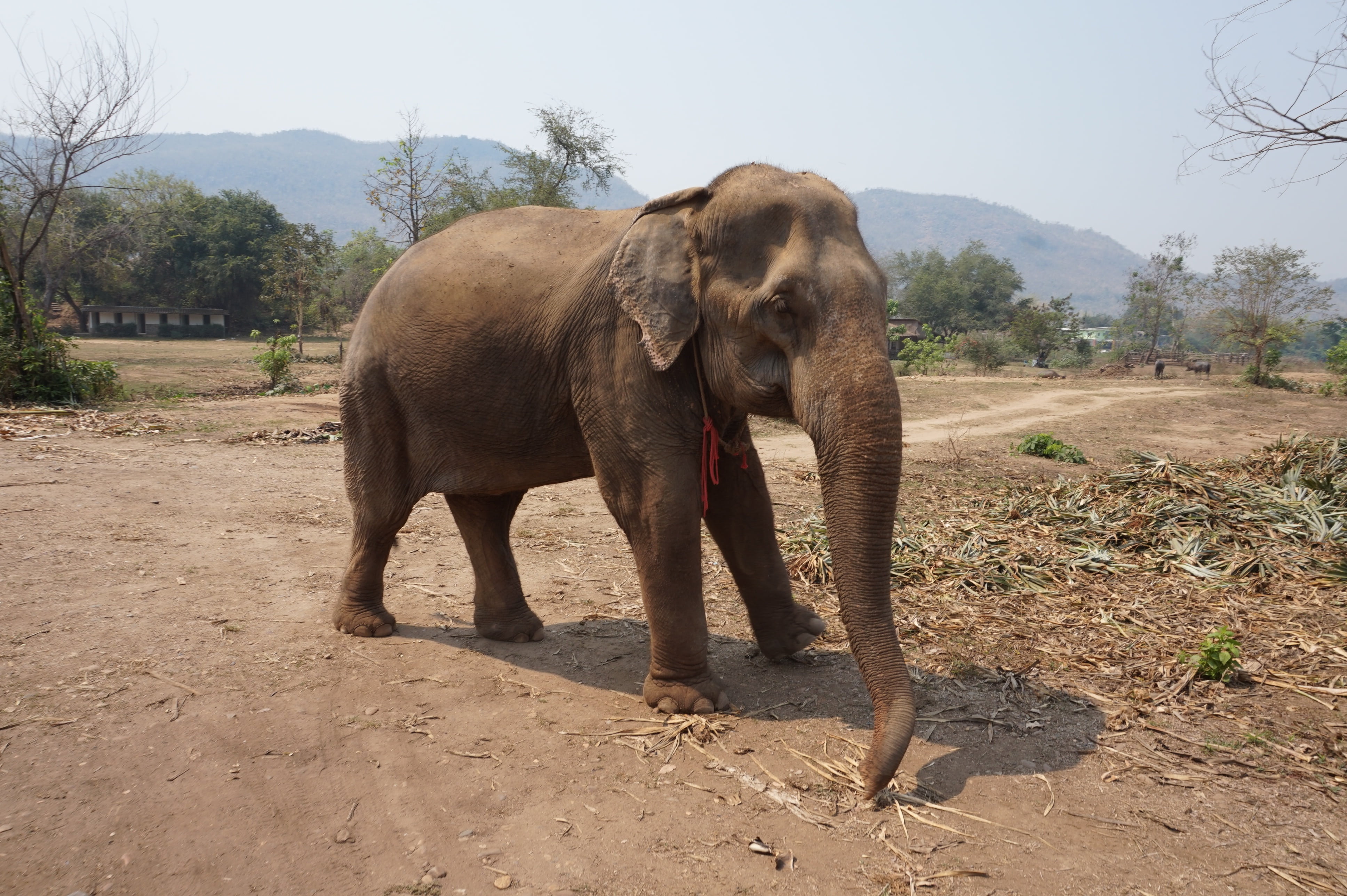 vertebrate, animal body part, mammal, animal, outdoors, plant, no people, animals in the wild, full length, indian elephant, thailand, animal themes, herbivorous, HD Wallpaper