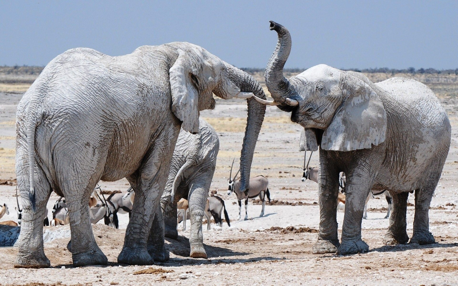 1080P, elephants, africans, HD Wallpaper