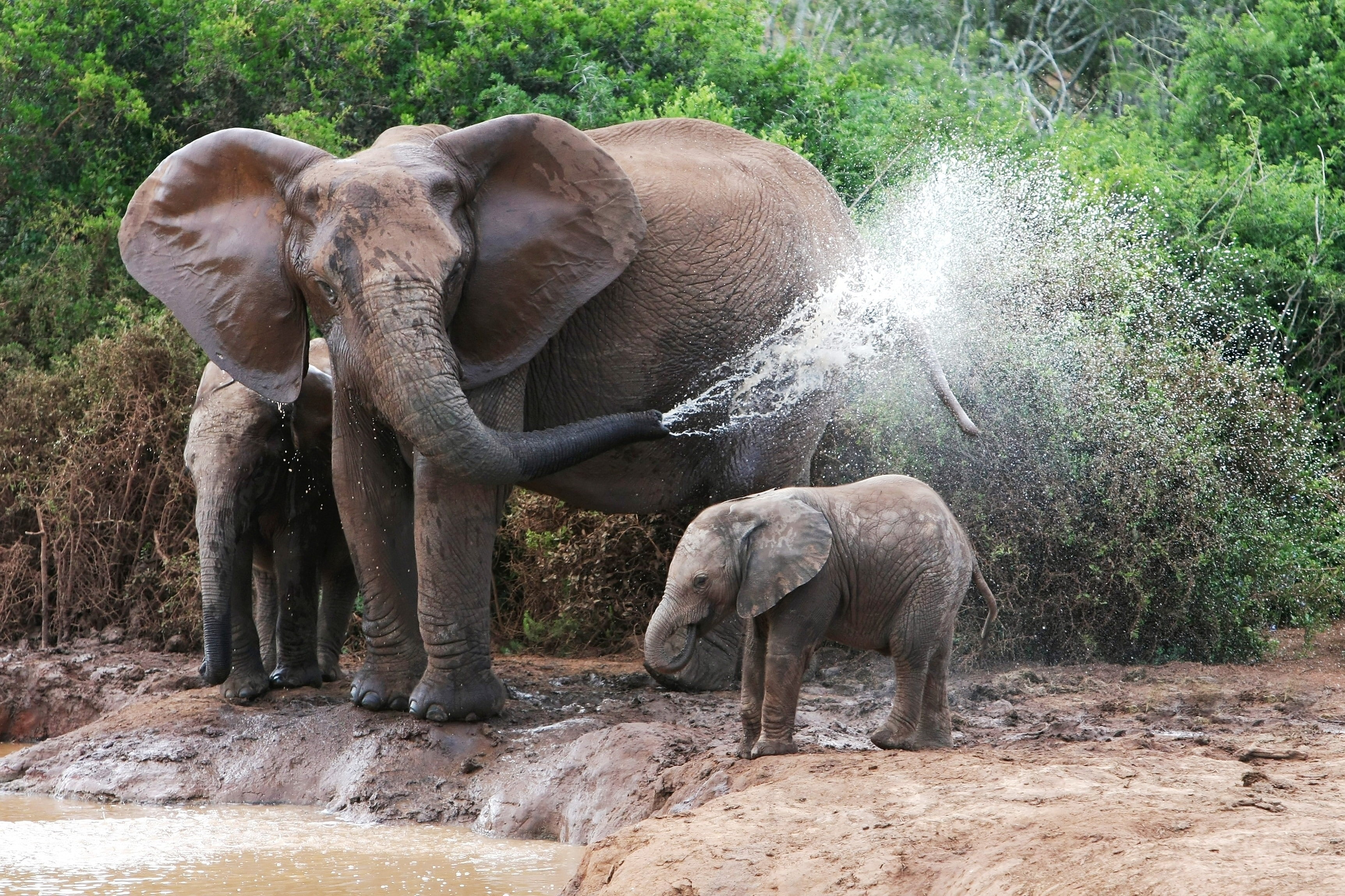 animals in the wild, no people, day, two animals, drinking, elephant, animal wildlife, group of animals, young animal, Elephants, elephant calf, herbivorous, HD Wallpaper
