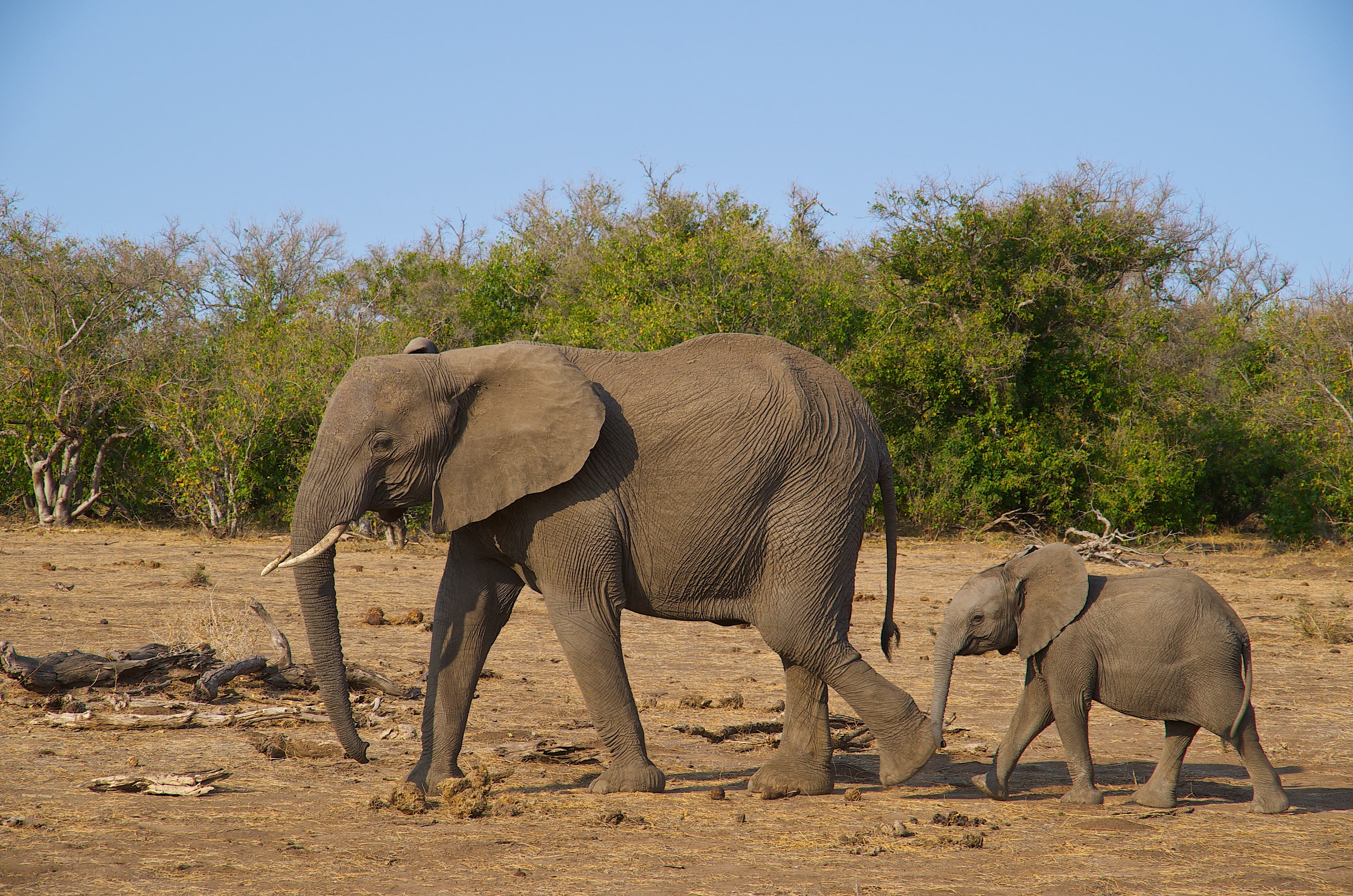 animal, safari, outdoors, vertebrate, elephant 4k free, african elephant, animal family, herd, animal wildlife, nature, mammal, animal trunk, HD Wallpaper