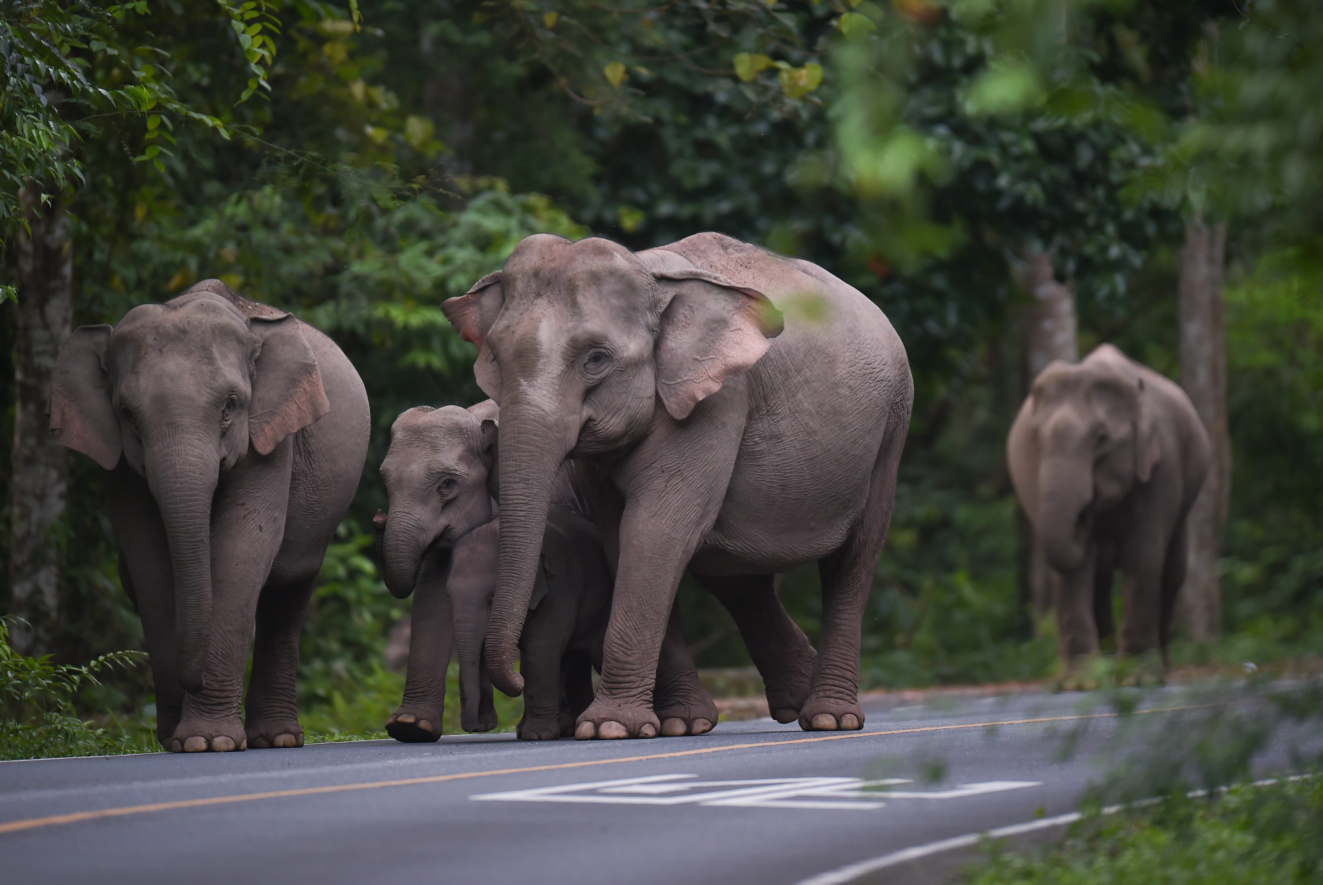day, elephant, thailand, road, herbivorous, vertebrate, no people, animal trunk, young animal, elephant calf, transportation, tree, skin, animal wildlife, HD Wallpaper