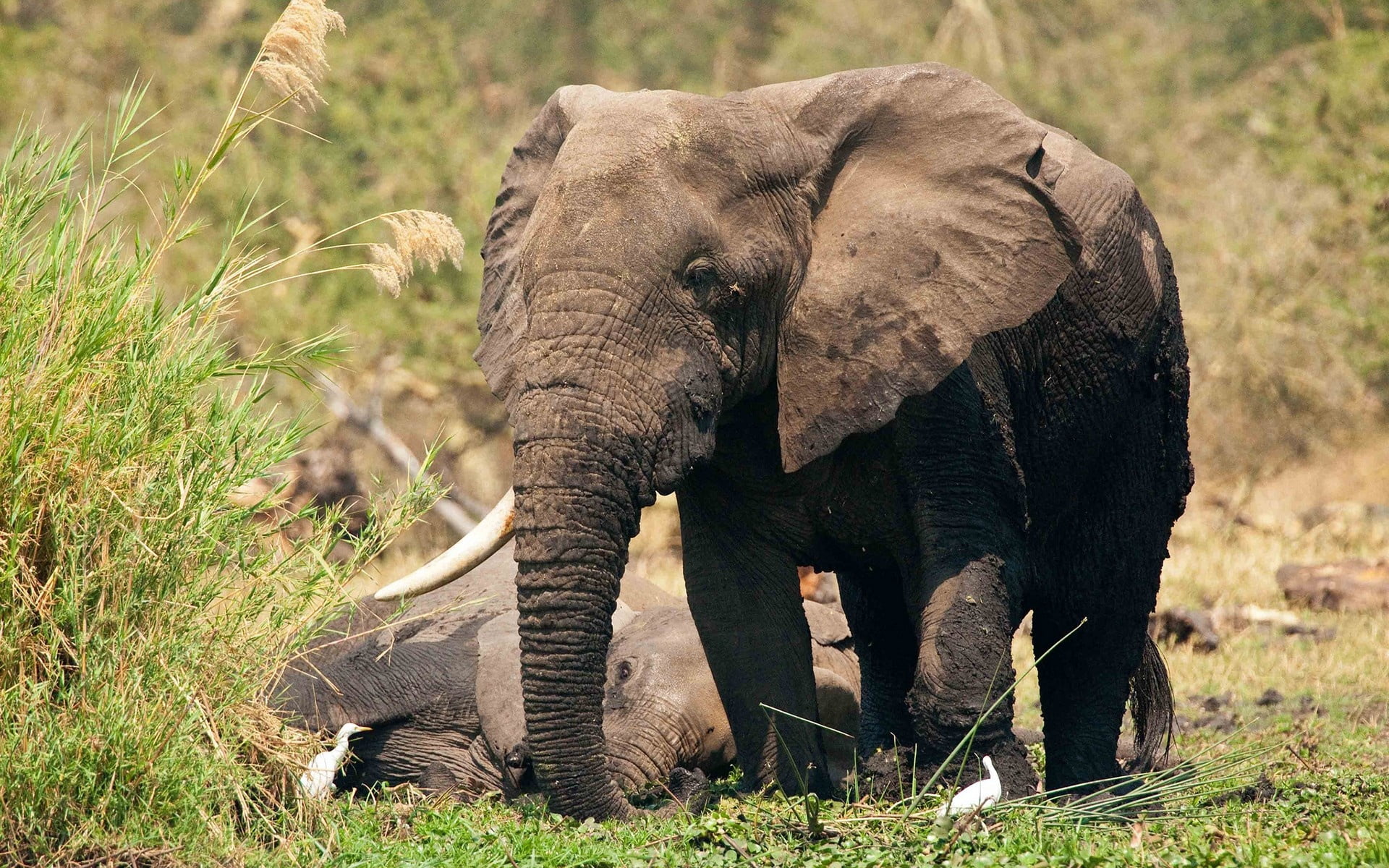 endangered Species, east Africa, national Park, large, animals In The Wild, group of animals, african Elephant, plant, safari, animal, field, nature, vertebrate, HD Wallpaper