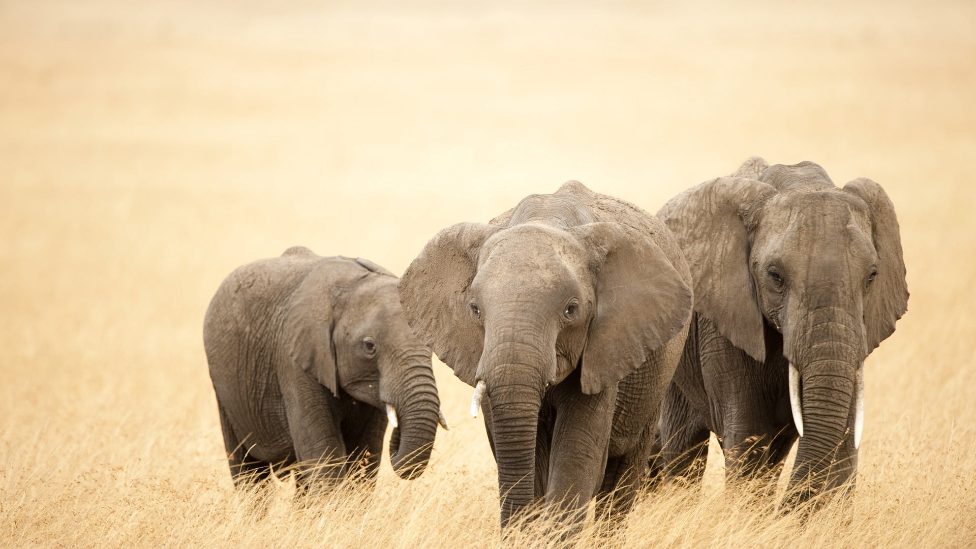 plant, elephants, grass, nature, young Animal, elephant calf, safari Animals, day, vertebrate, no People, walking, animal family, endangered Species, outdoors, HD Wallpaper