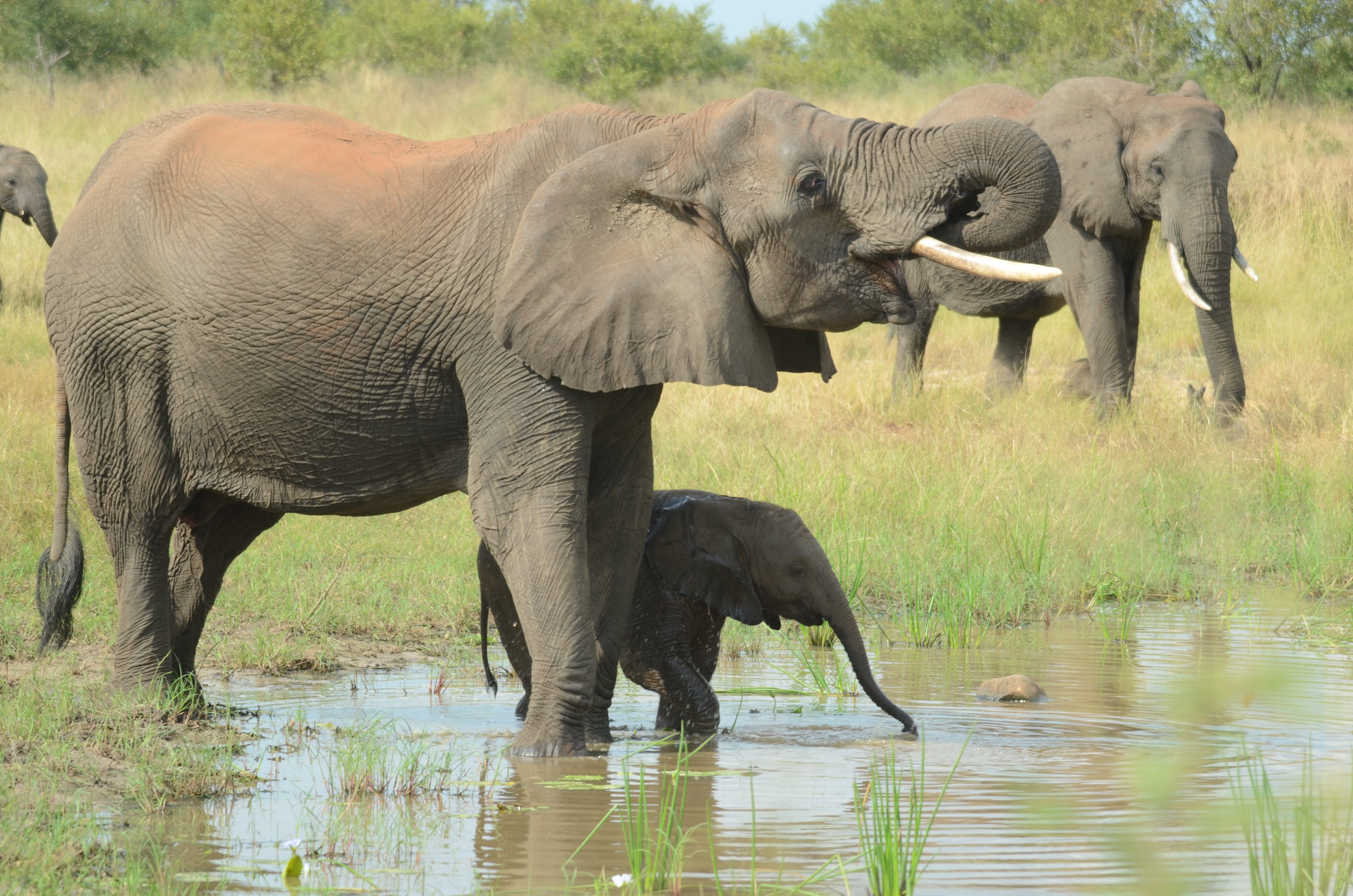 big, animal family, wild, tourism, day, drinking, mother, water, baby, herbivorous, elephant mother and baby, animal, vertebrate, outdoors, travel, conservation, HD Wallpaper