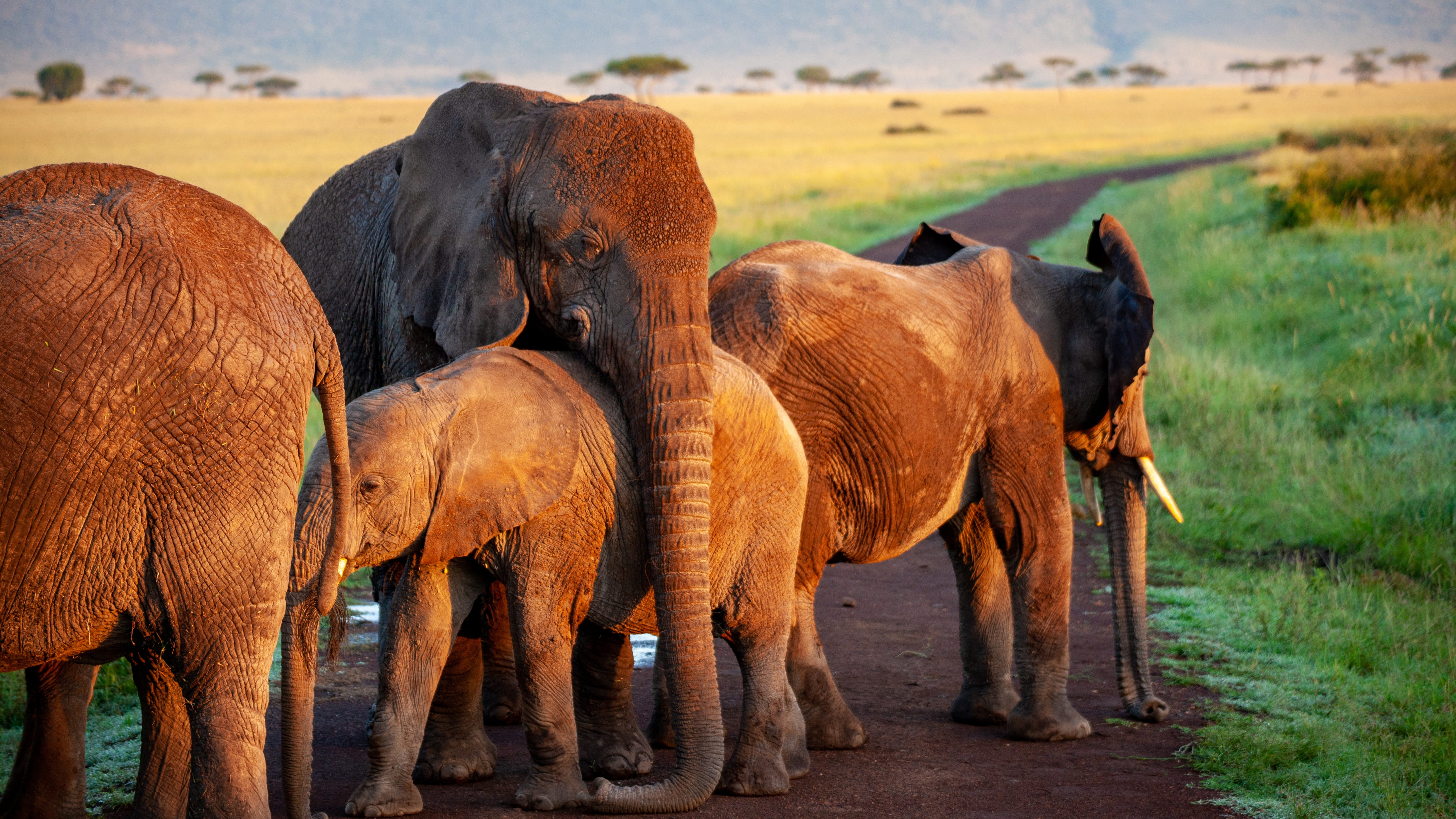 domestic animals, animal family, national park, vertebrate, safari, animals in the wild, group of animals, pachyderm, day, animal, medium group of animals, HD Wallpaper