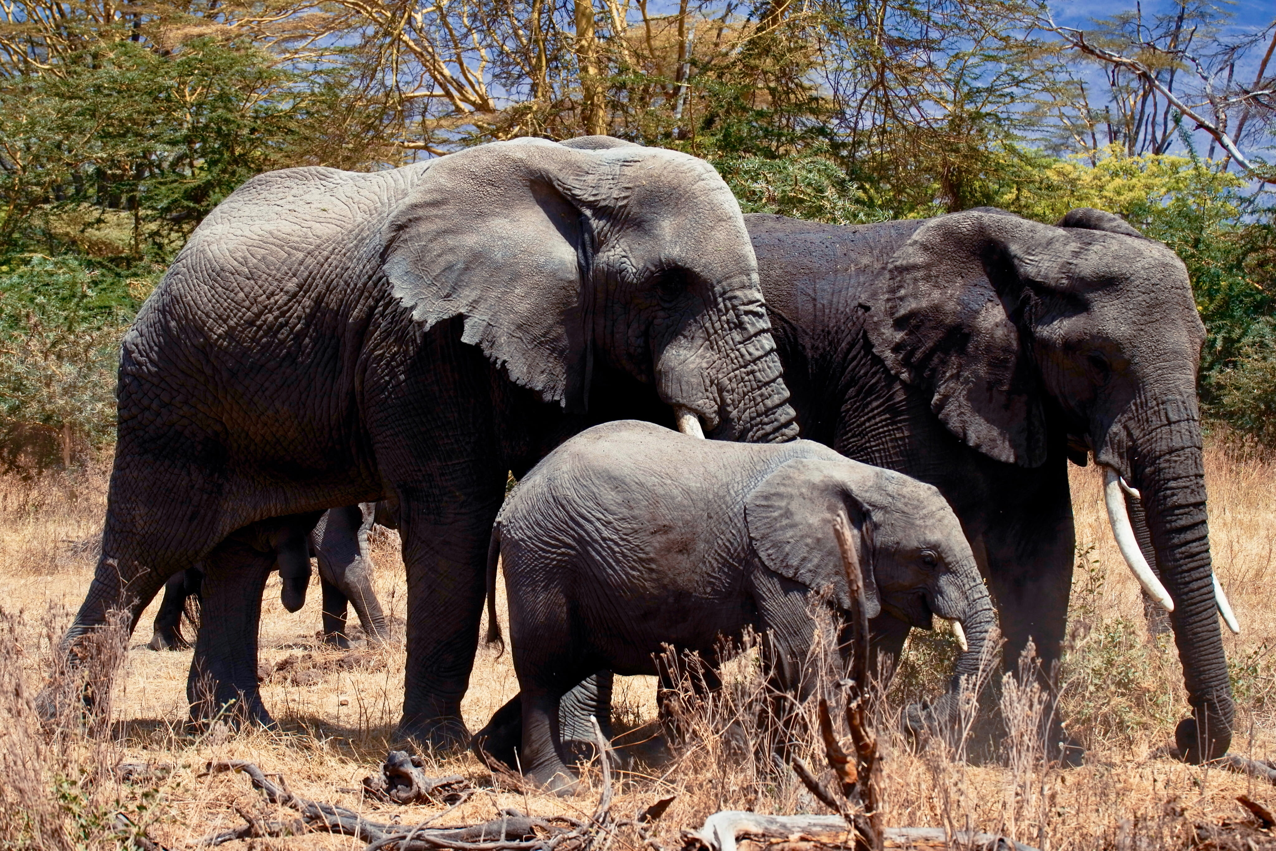 animal, herd, elephant, baby, savannah, gray, wildlife, elephants, young animal, 4K, outdoors, vertebrate, animal family, field, family, serengeti national park, HD Wallpaper