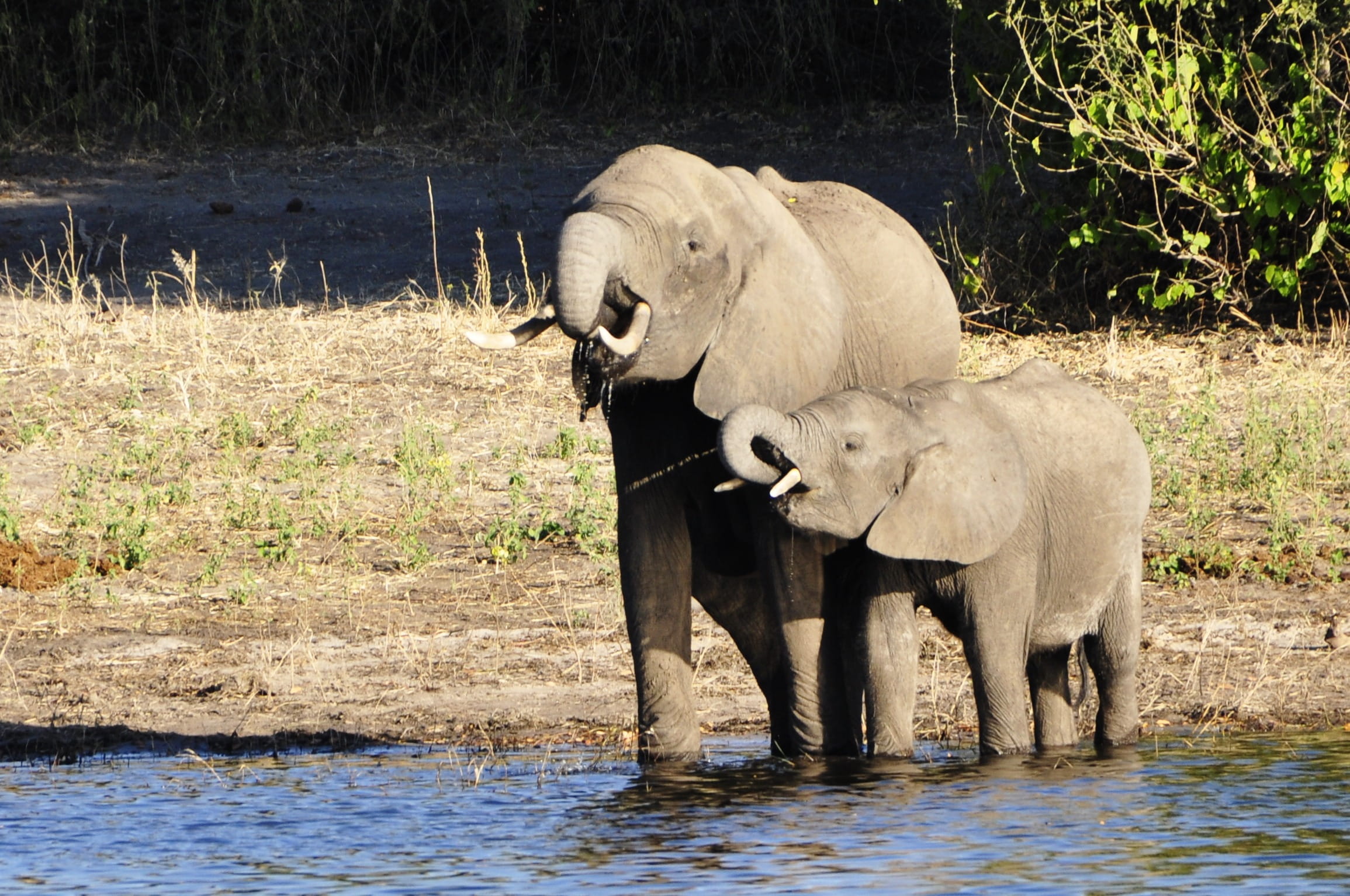 no people, chobe, day, two animals, plant, eat, animal trunk, graze, river, 1080P, animal wildlife, african elephant, grey, animal family, nature, waterfront, HD Wallpaper