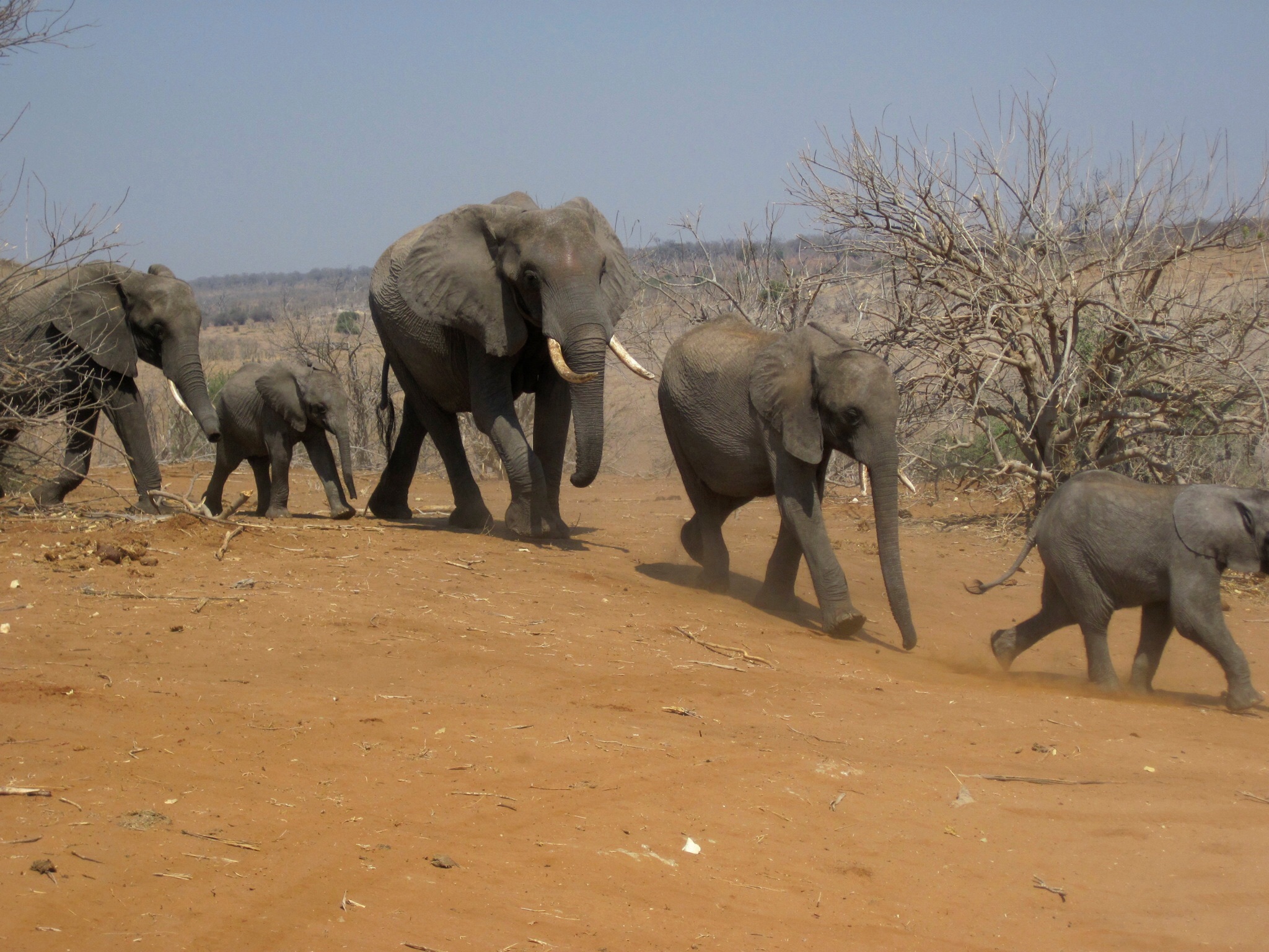 animal themes, africa, mammal, arid climate, family, animals, row, young animal, no people, botswana, sunlight, running, elephant calf, animals in the wild, HD Wallpaper