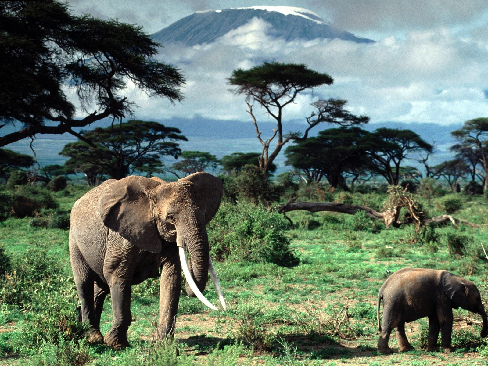 animal themes, vertebrate, 720P, grass, nature, animals in the wild, animal wildlife, animal, elephant, animal trunk, animal family, mammal, outdoors, HD Wallpaper