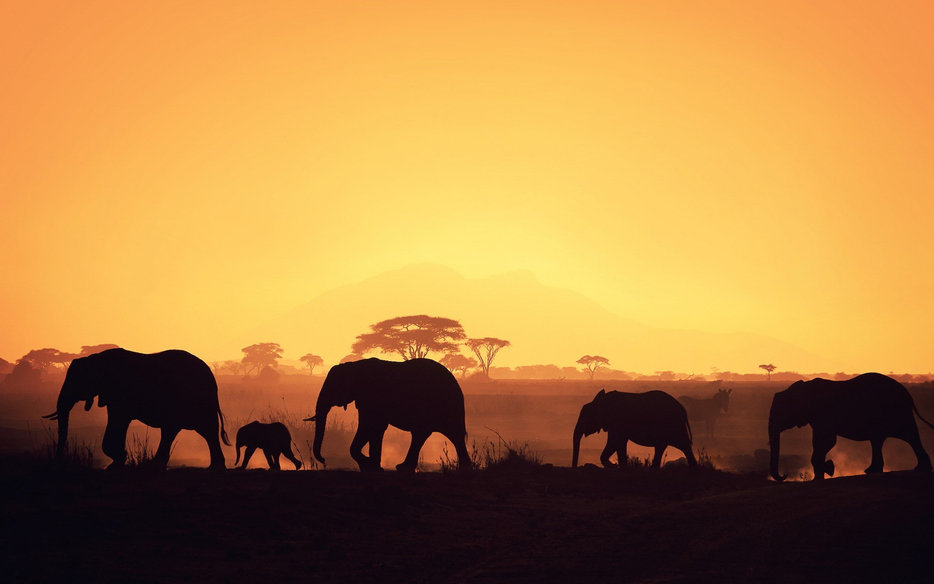 animal, safari, nature, animals in the wild, group of animals, elephant, herbivorous, no people, sunset, mammal, animal wildlife, domestic animals, silhouette, HD Wallpaper