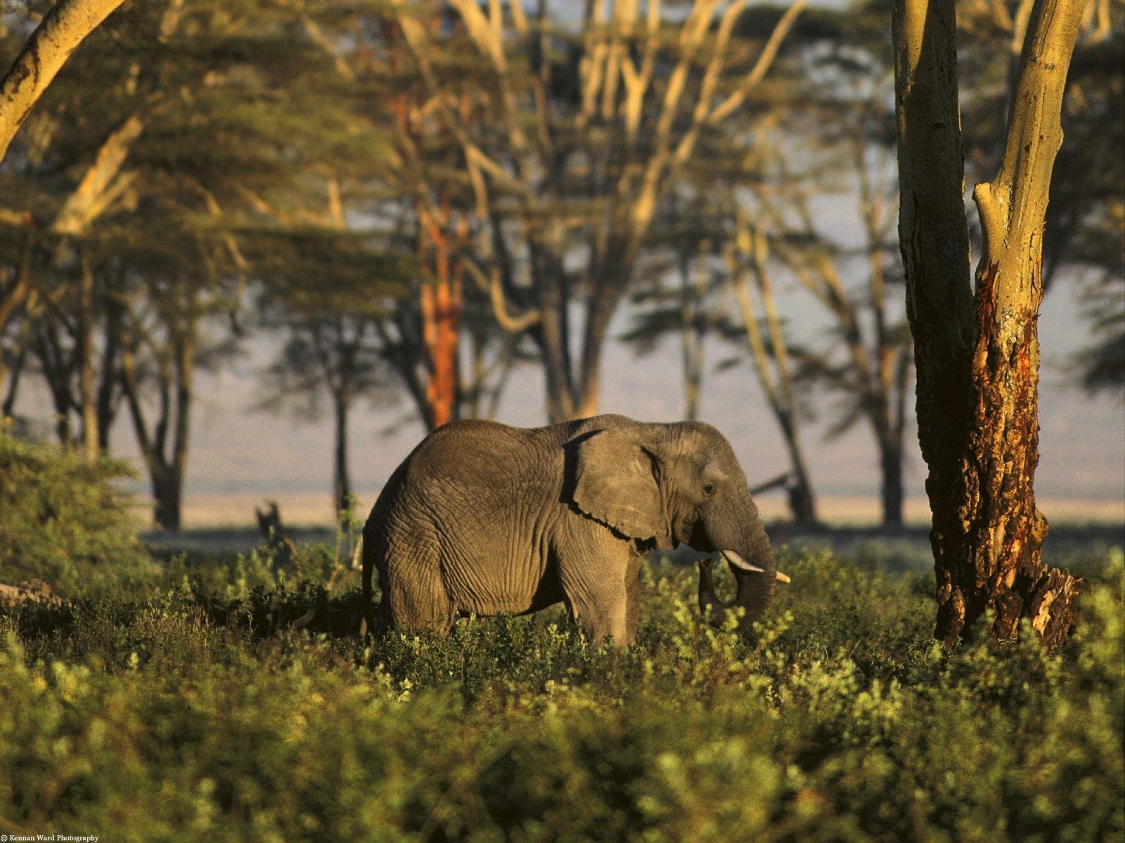 field, animal themes, 720P, vertebrate, animals, african elephant, forest, animal wildlife, herbivorous, day, outdoors, no people, one animal, animal trunk, HD Wallpaper