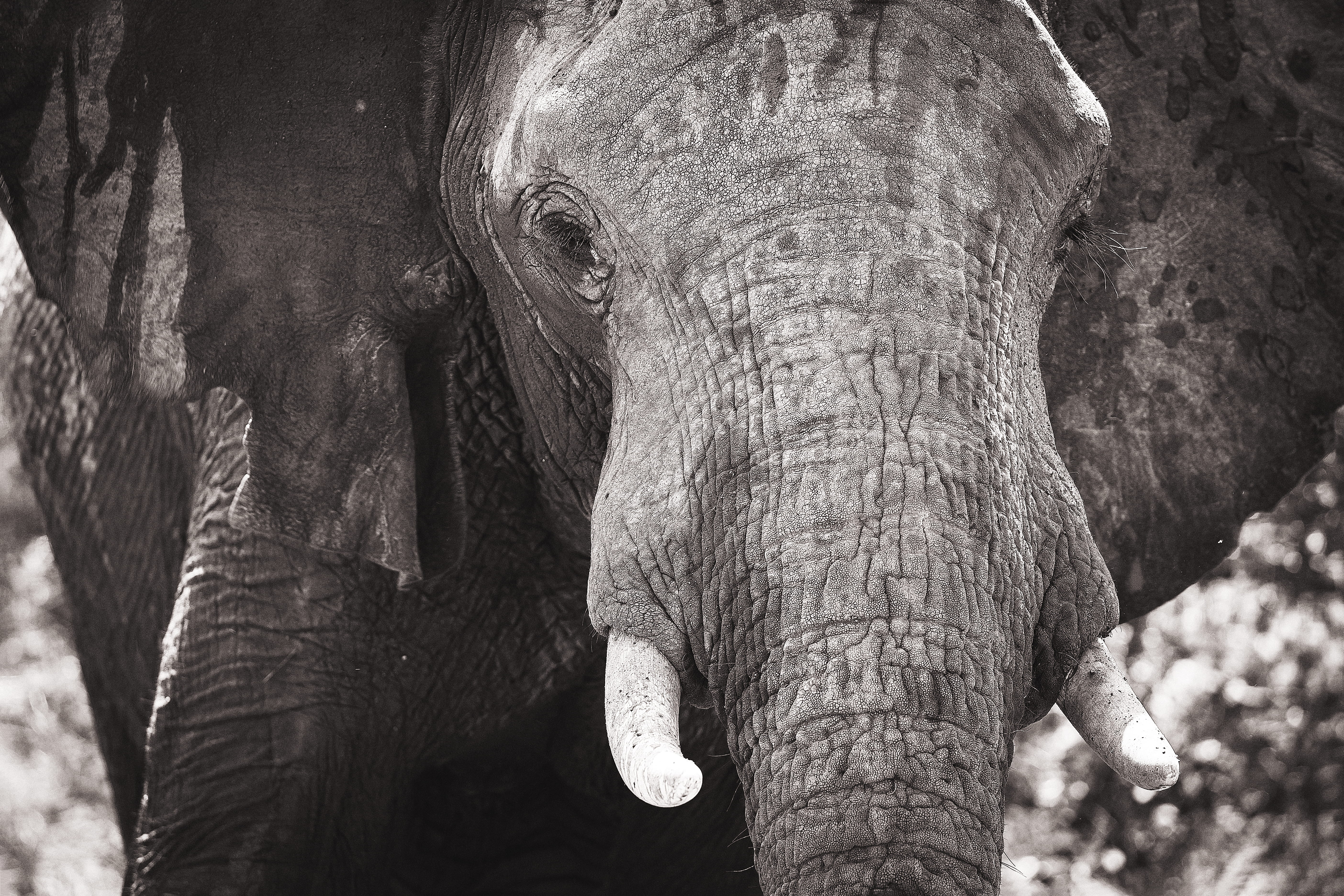 elephant portrait, outdoors, gray, black and white, monochrome, aimal, one animal, elephant face, elephant, trunk, herbivorous, animal head, vertebrate, HD Wallpaper