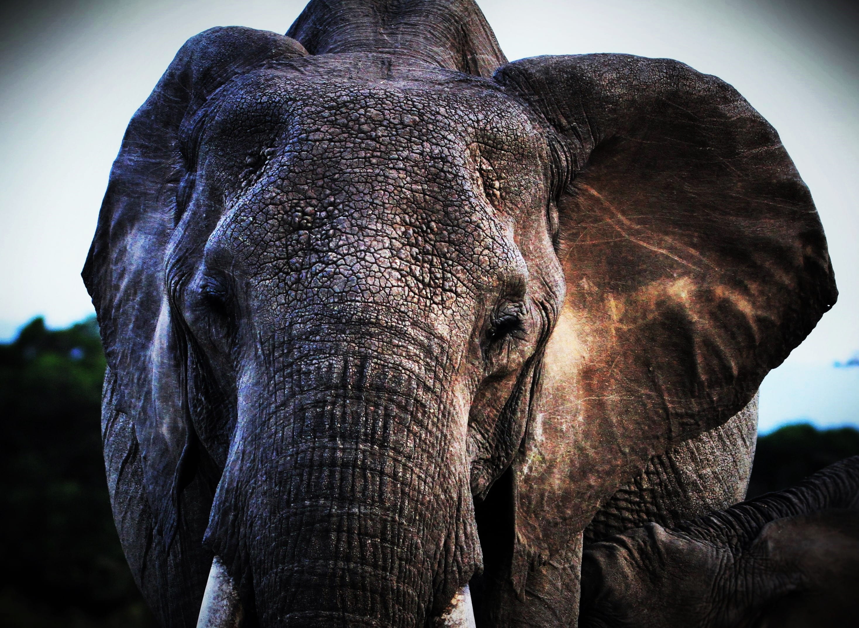 s, animal portrait, photo, front view, animals in the wild, vertebrate, nature, no people, 2K, close-up, focus on foreground, selective, animal trunk, HD Wallpaper