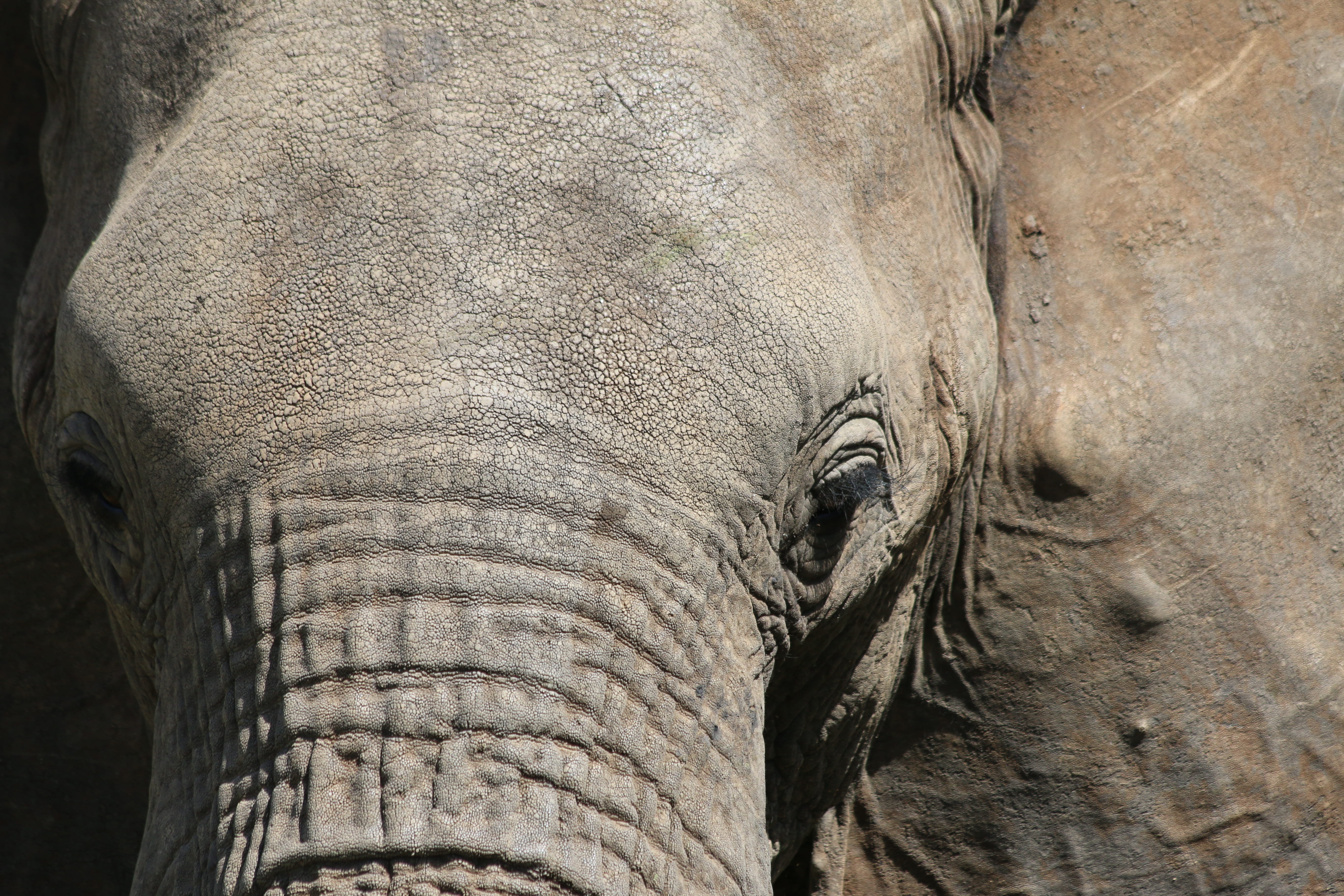 macro, closeup, day, face, animal wildlife, 5K, herbivorous, vertebrate, grey, animal, animal head, outdoors, mammal, animal body part, african elephant, HD Wallpaper