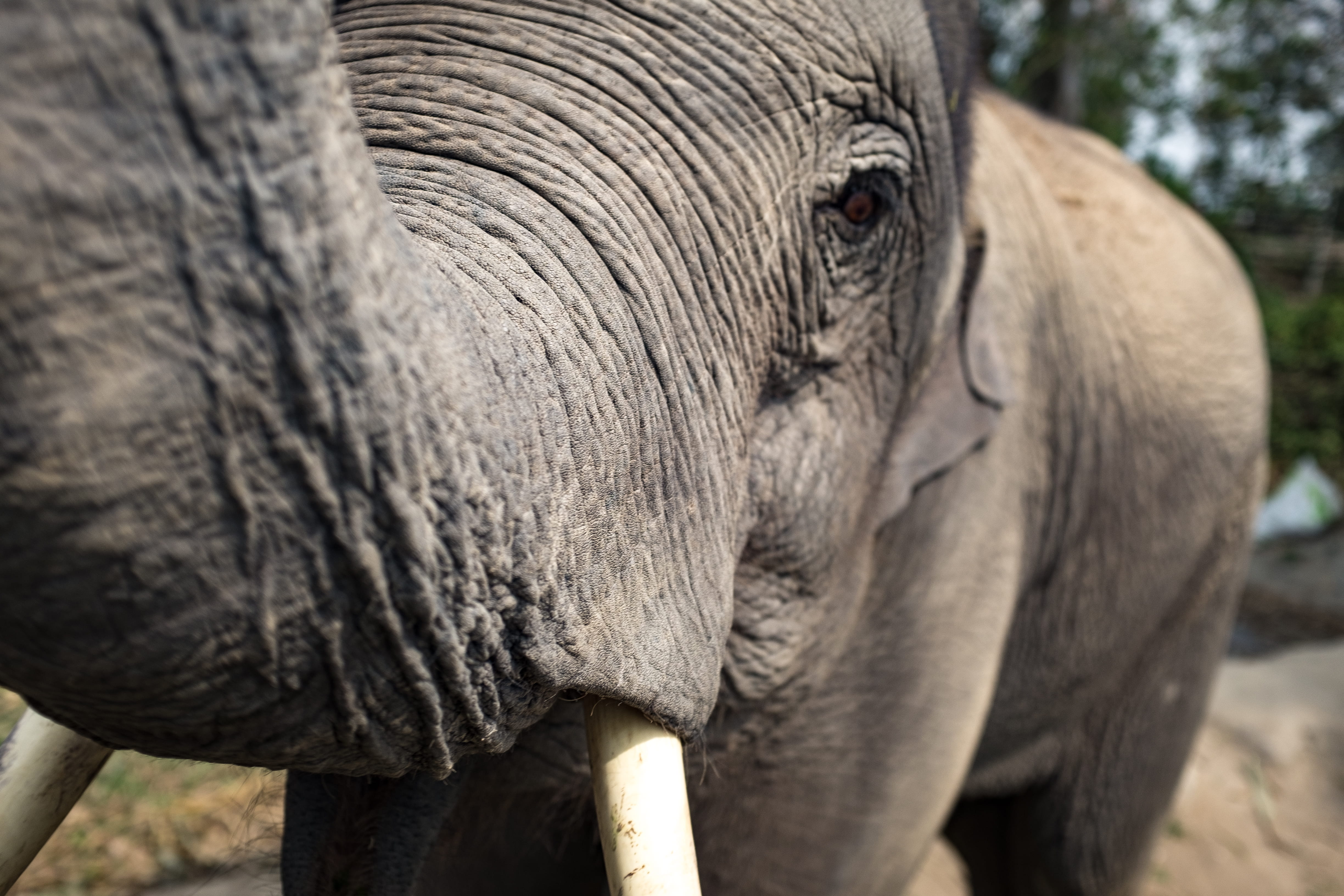 animal, nature, animal eye, photography, land, animal trunk, animal head, animal themes, animal body part, safari, animals in the wild, elephant, face, HD Wallpaper