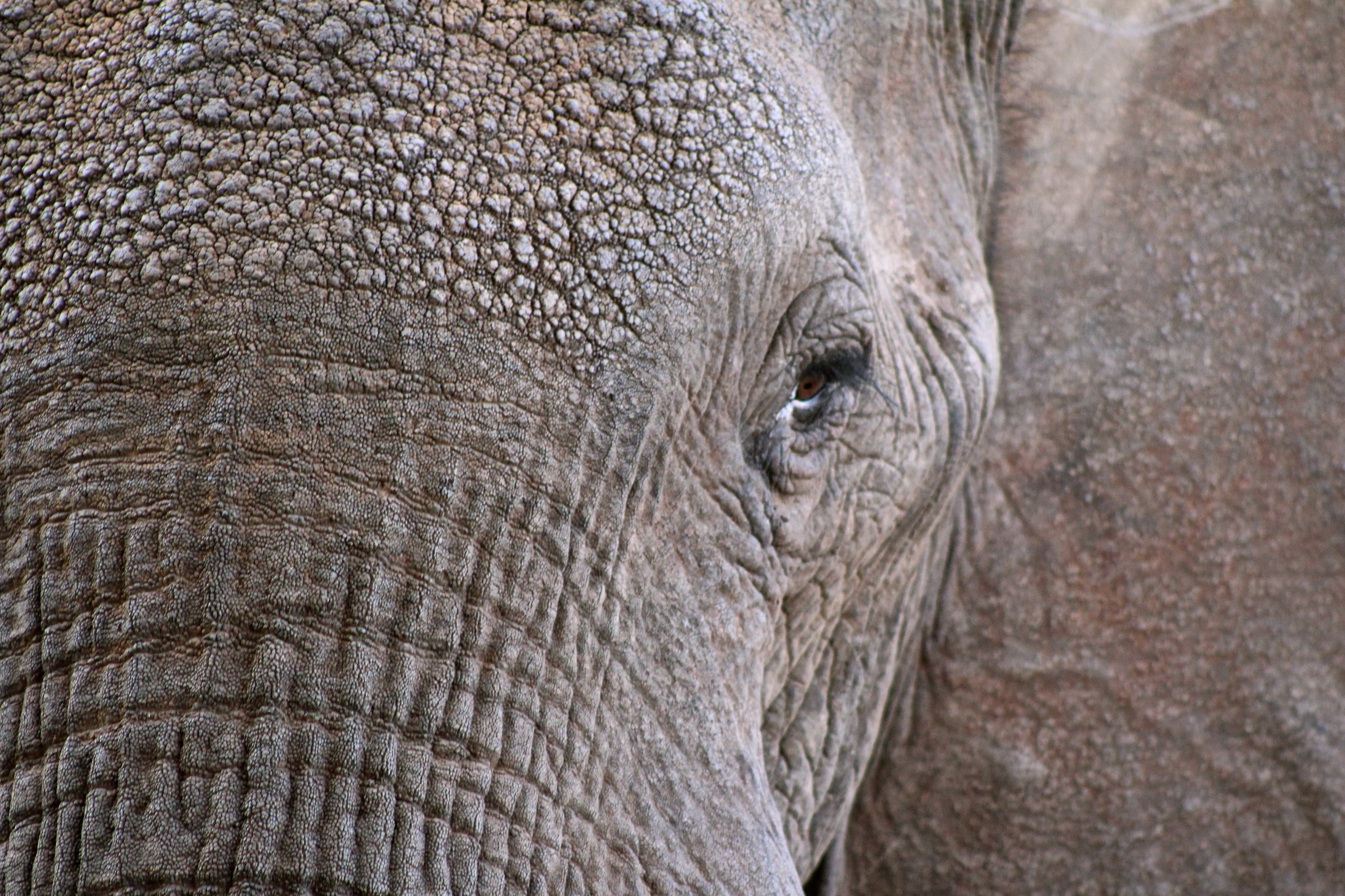 animal eye, elephant, animal body part, outdoors, photo, eye, african elephant, animal themes, one animal, animal wildlife, herbivorous, vertebrate, day, HD Wallpaper