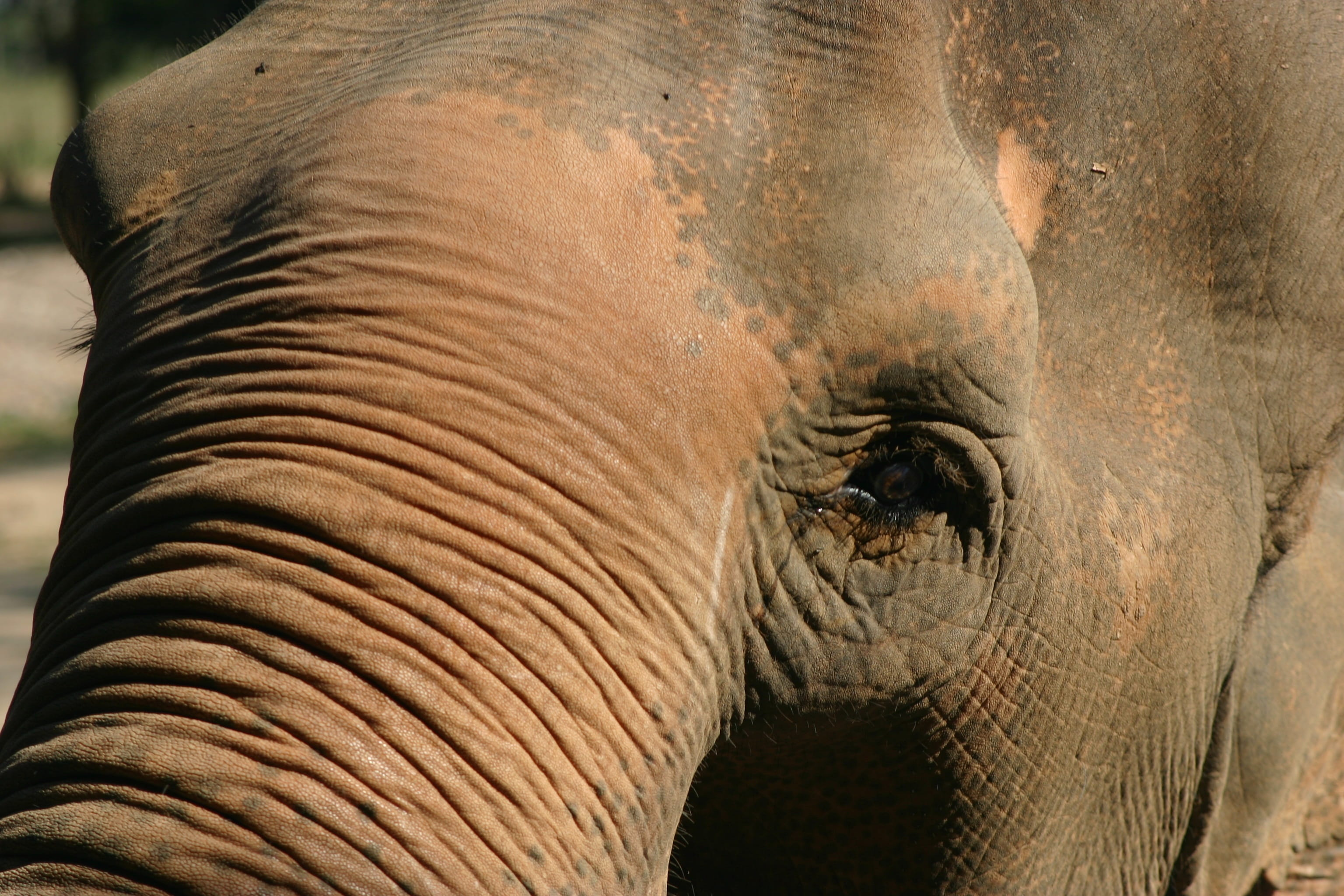 face, day, one animal, outdoors, vertebrate, safari, focus on foreground, endangered, asia, no people, trunk, Eye, herbivorous, 2K, animal body part, Animal, HD Wallpaper