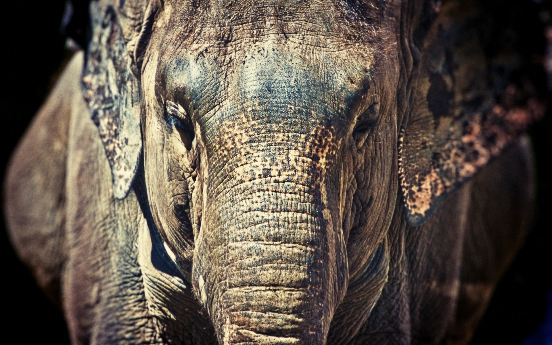 vertebrate, no people, animals in the wild, Elephant, day, animal wildlife, animal themes, focus on foreground, outdoors, one animal, animal trunk, mammal, HD Wallpaper