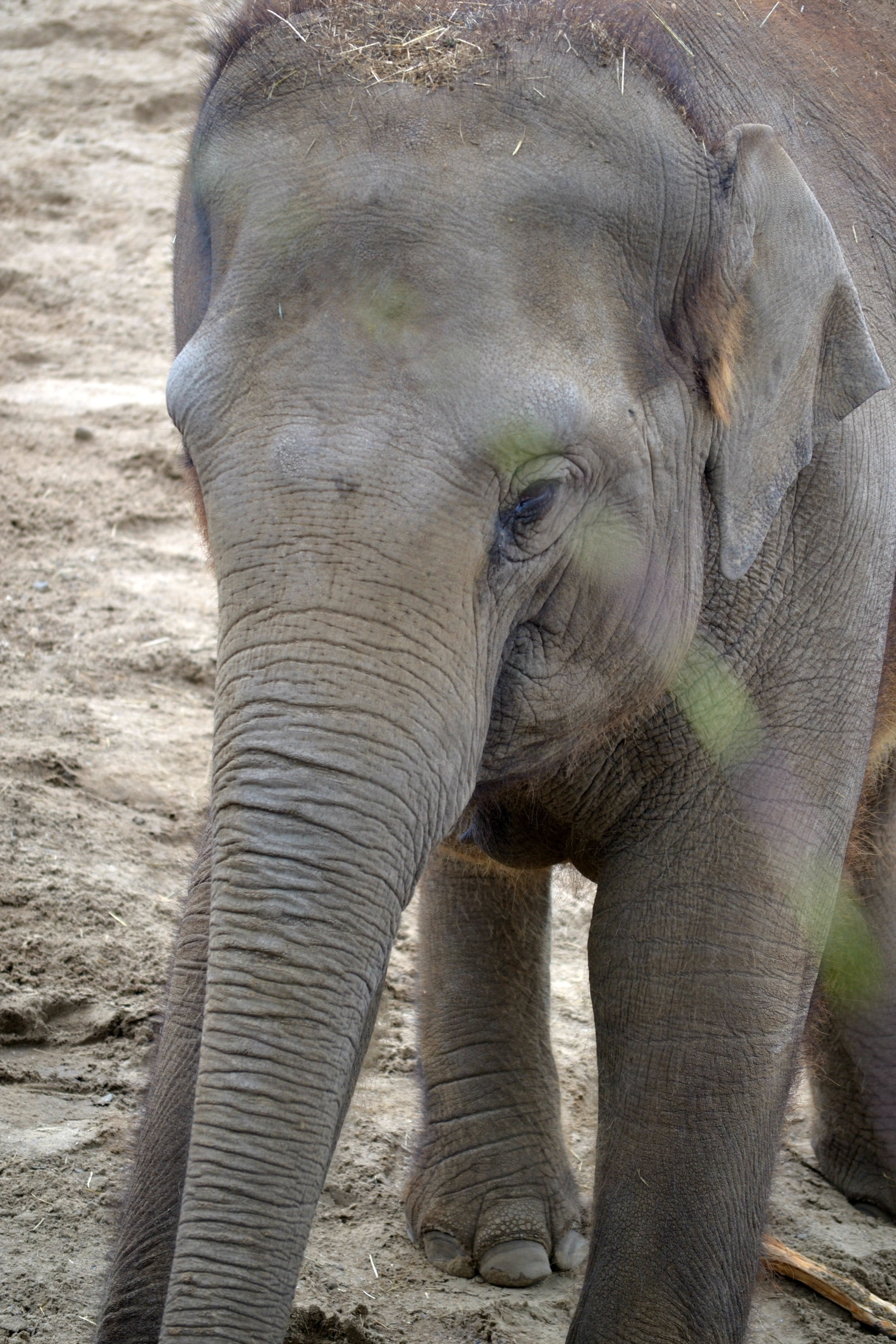 animal trunk, vertebrate, herbivorous, animal body part, animal, animal head, one animal, elephant, animal wildlife, day, elephant baby, land, nature, animals in the wild, Phone HD Wallpaper