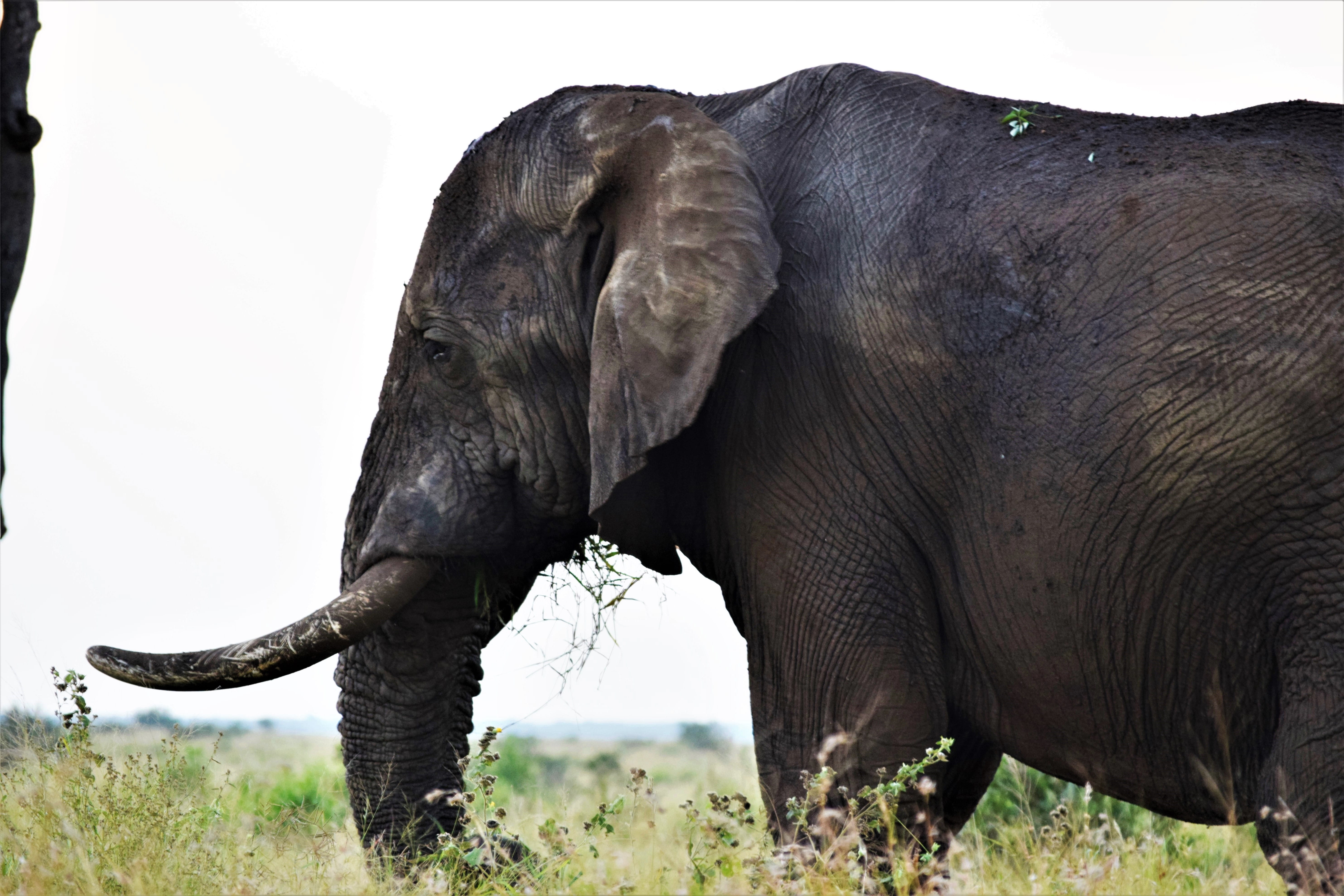 tusker, wrinkle, animal themes, animal trunk, graze, animal, beauty in nature, side view, field, herbivorous, south africa, no people, elephant, nature, HD Wallpaper