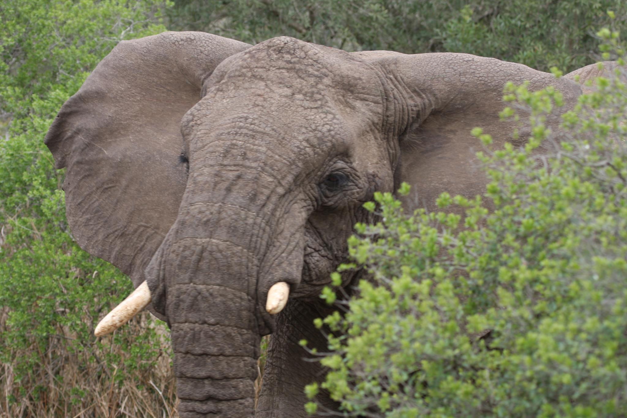 1080P, fauna, natureza, gray, elephant, animals, elefante, animal, HD Wallpaper