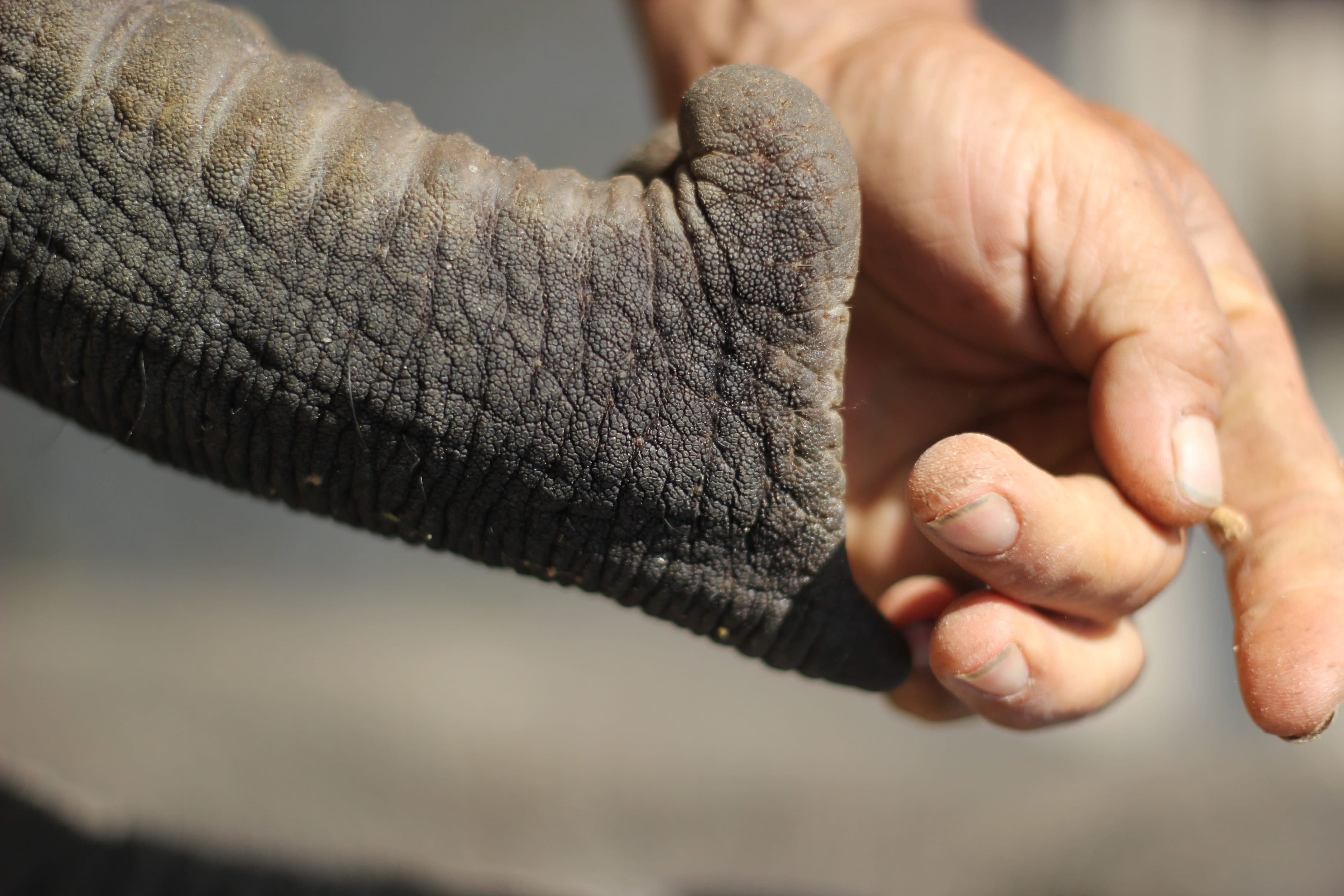 patara elephant farm, detail, unrecognizable person, tailandia, feeding, feeding animal, hand, midsection, day, men, eating, human finger, real people, HD Wallpaper