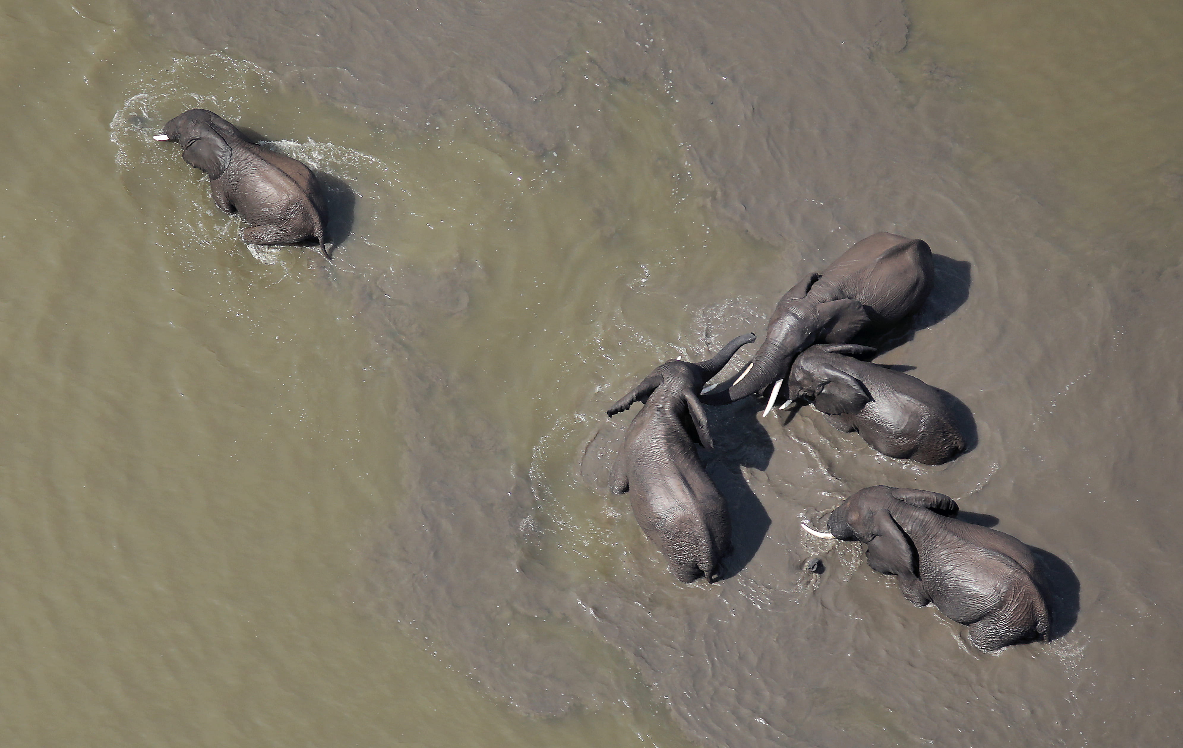 muddy water, ocean, water, body, group Of Animals, hippopotamus, wildlife, aerial, african elephant, baby, family, safari, bathing, animal, elefante, herd, HD Wallpaper