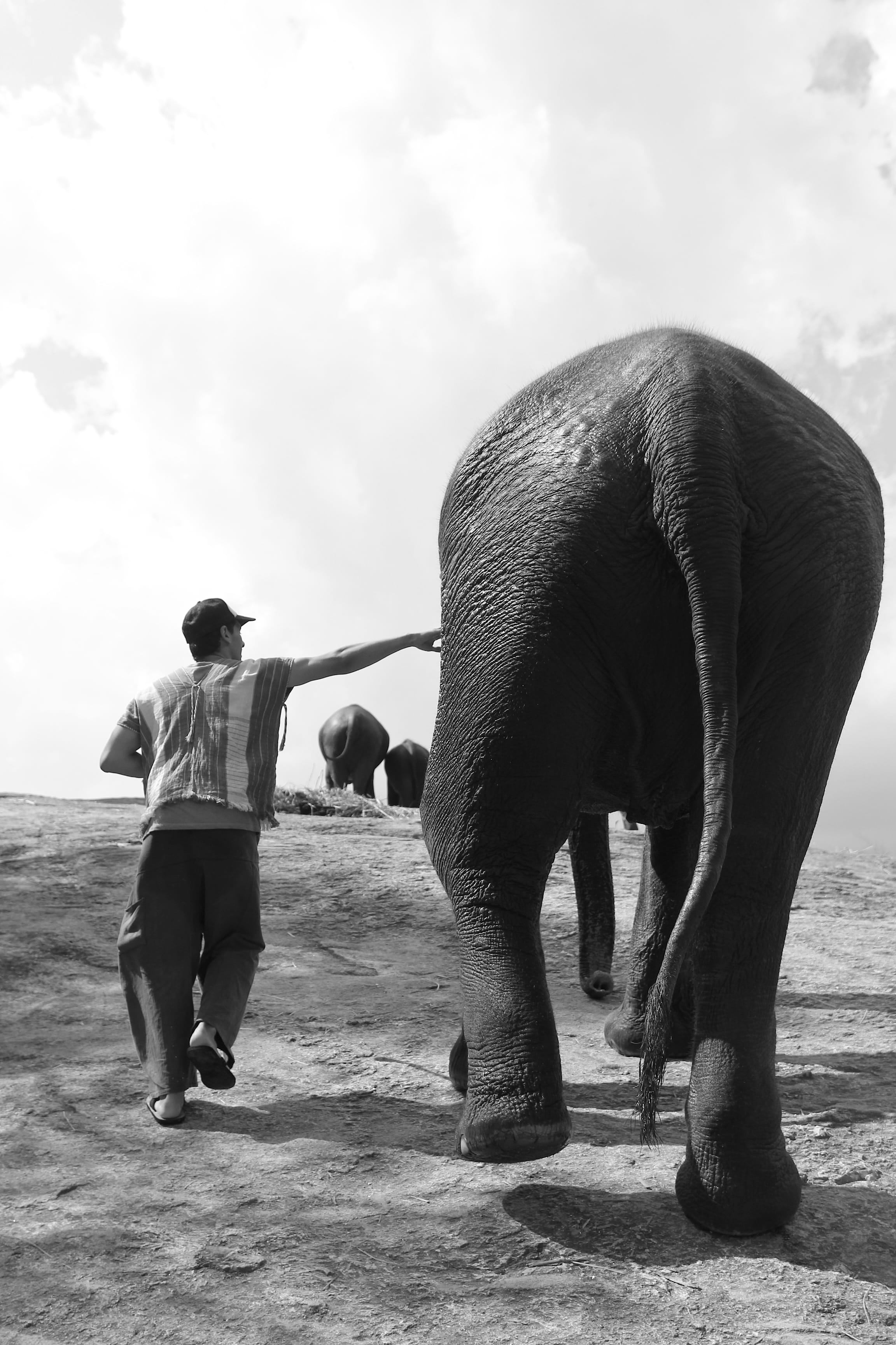 mammal, one person, tailandia, men, 2K, rear view, person and elephant, one animal, animal, black and white, lifestyles, day, standing, vertebrate, chiang mai, Phone HD Wallpaper