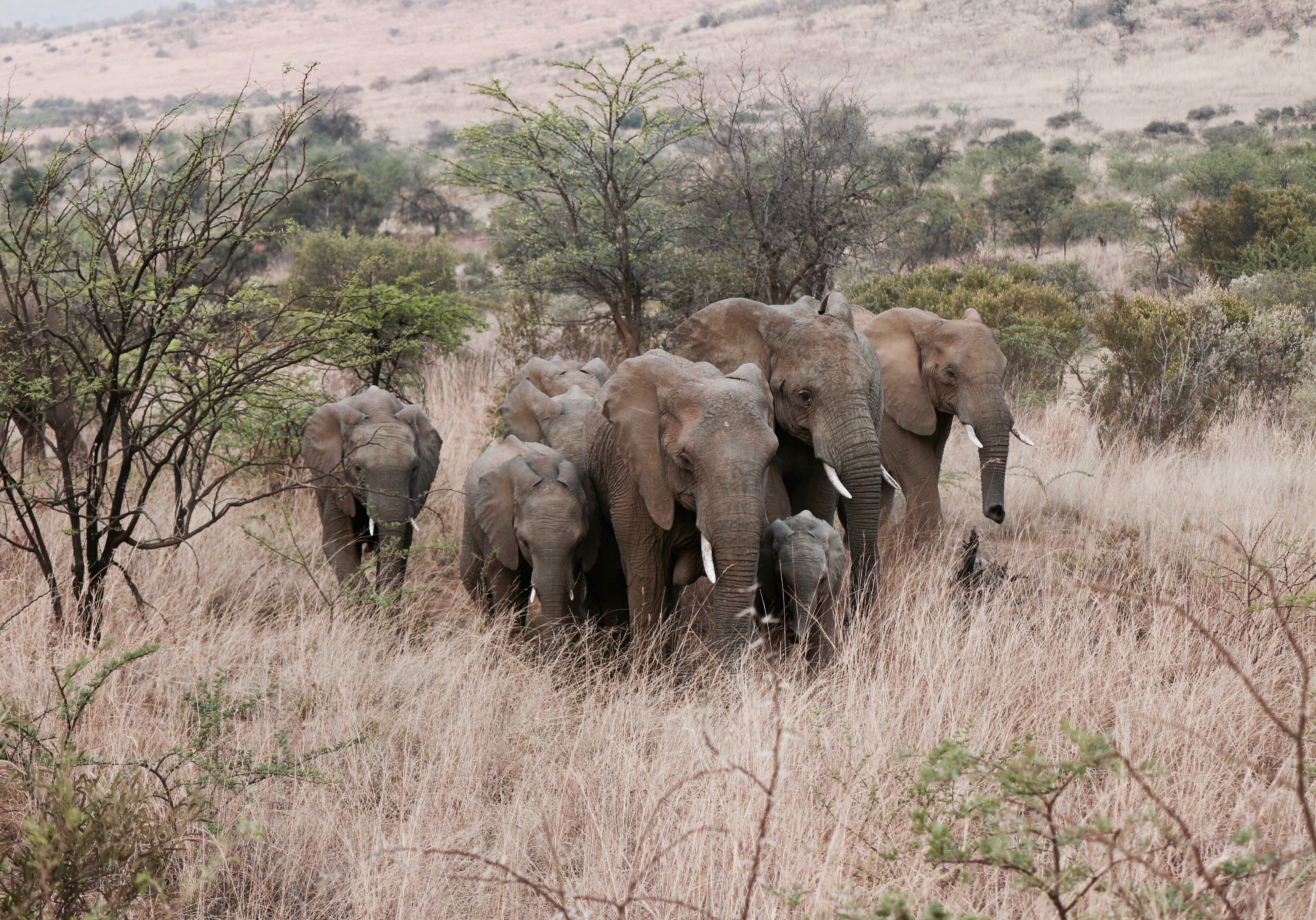 wildlife, animals in the wild, plant, mammal, tree, young animal, elephant, 2K, grass, day, elephants, vertebrate, no people, safari, field, animal family, HD Wallpaper