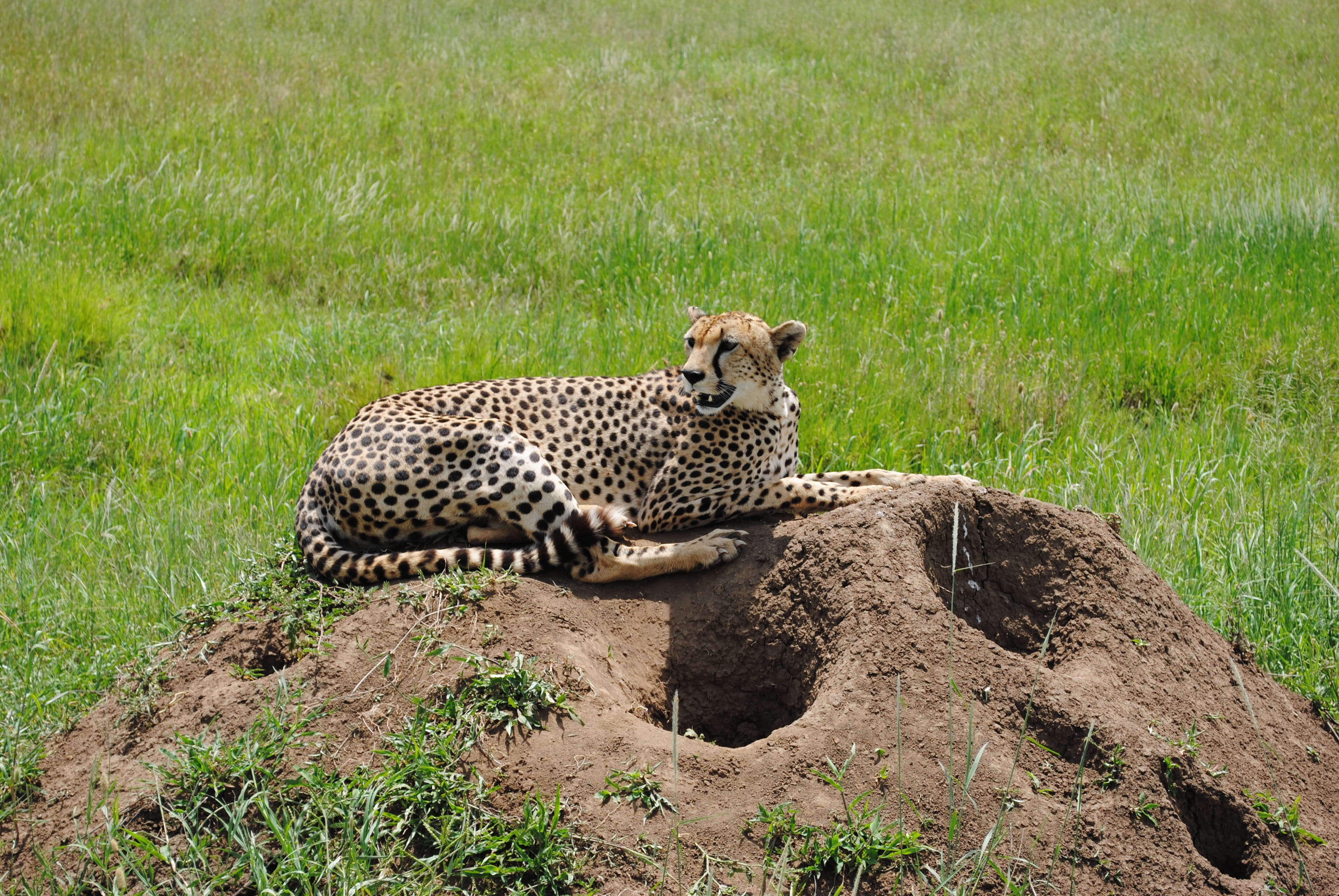 vertebrate, nature, field, cat, grass, animal, 4K, Tanzania, game, travel, plant, serengeti, animal wildlife, feline, safari, carnivora, spotted, big five, HD Wallpaper