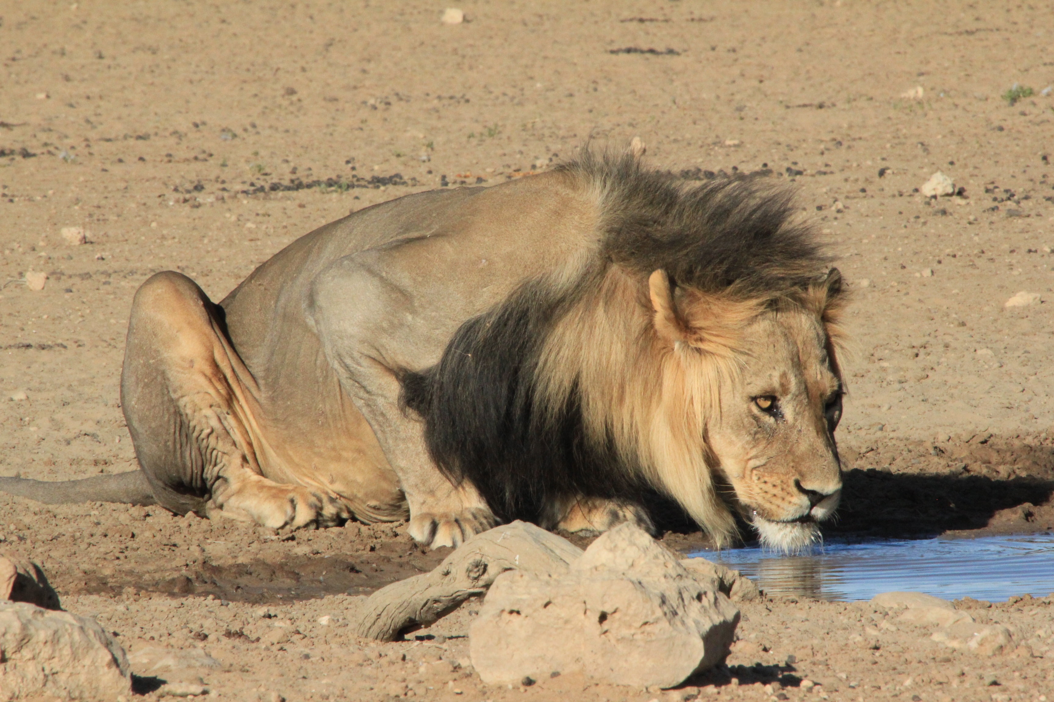 safari, outdoors, waterhole, wildlife, africa, animal wildlife, carnivora, feline, vertebrate, drinking, big, land, no people, day, male animal, lion - feline, HD Wallpaper