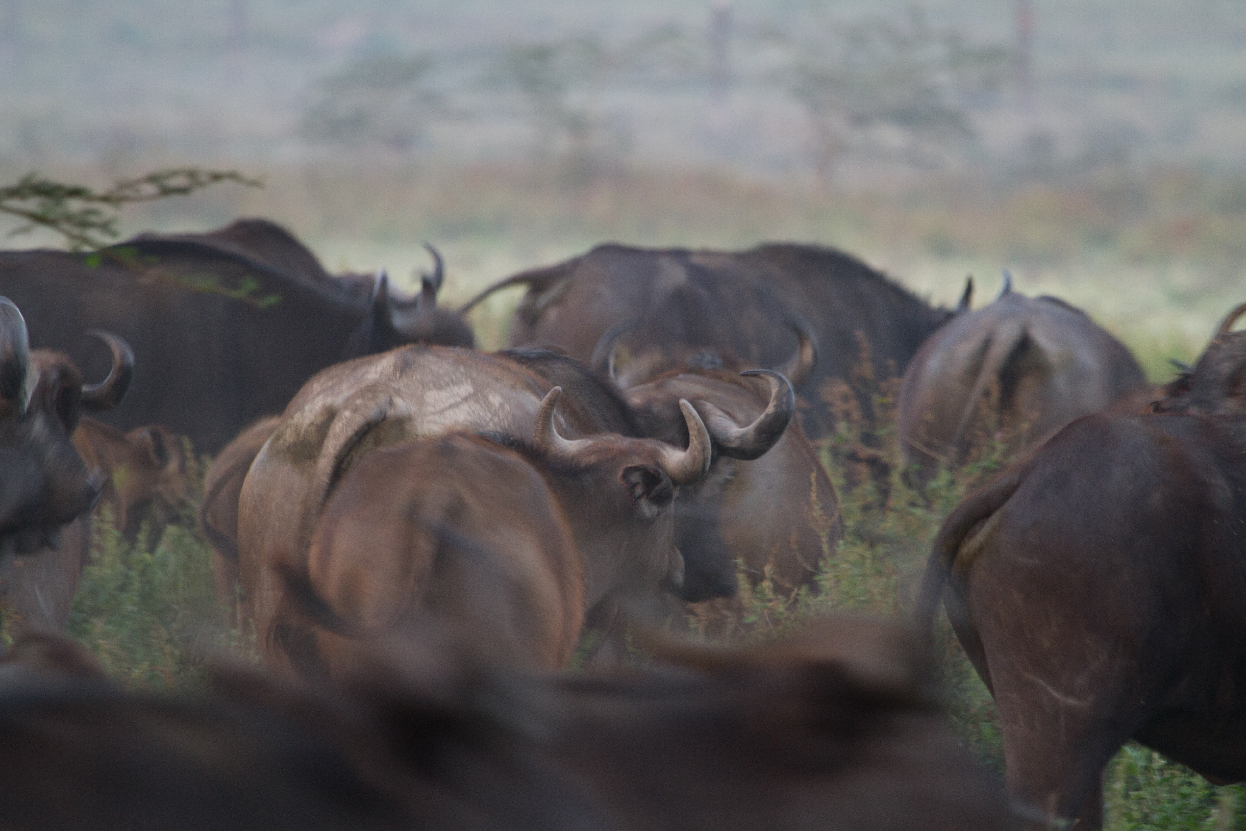day, animal wildlife, no people, lake nakuru, holiday, domestic animals, plant, large group of animals, big five, outdoors, tree, arid climate, animals, HD Wallpaper