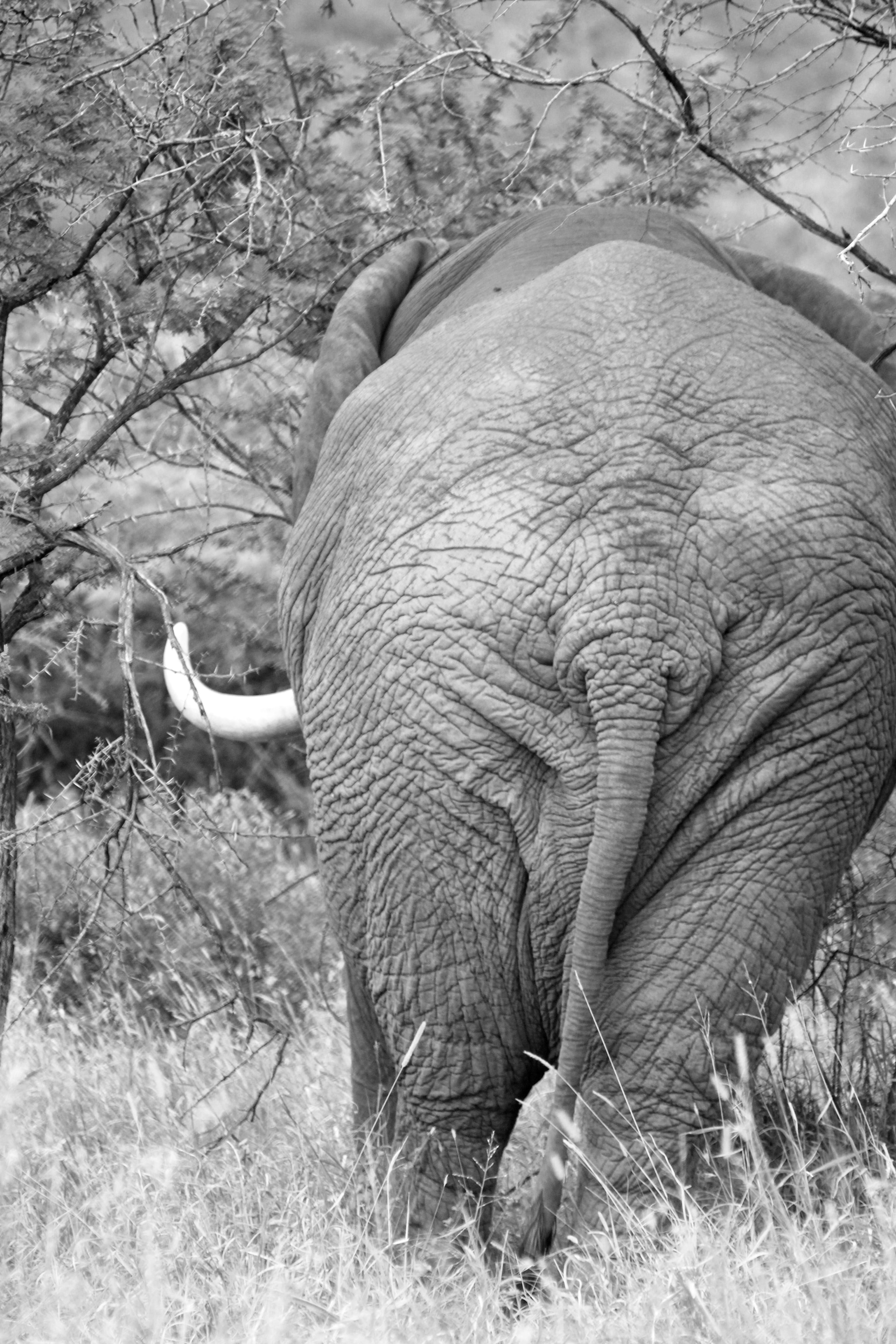 animal body part, mammal, outdoors, tree, plant, african elephant, South Africa, animal wildlife, vertebrate, animal themes, land, wilderness, standing, Phone HD Wallpaper
