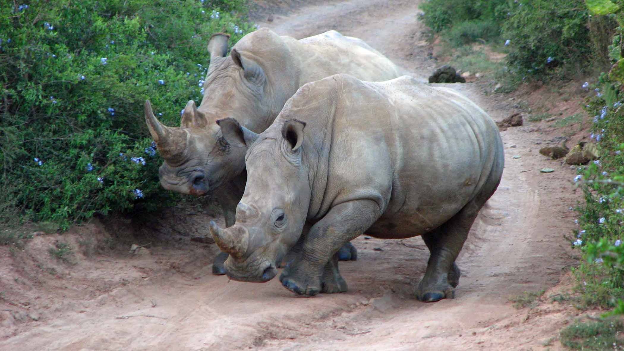 plant, animals in the wild, tree, dangerous, day, two animals, land, rhinoceros, safari, 1080P, domestic animals, animal wildlife, nature park, group of animals, HD Wallpaper