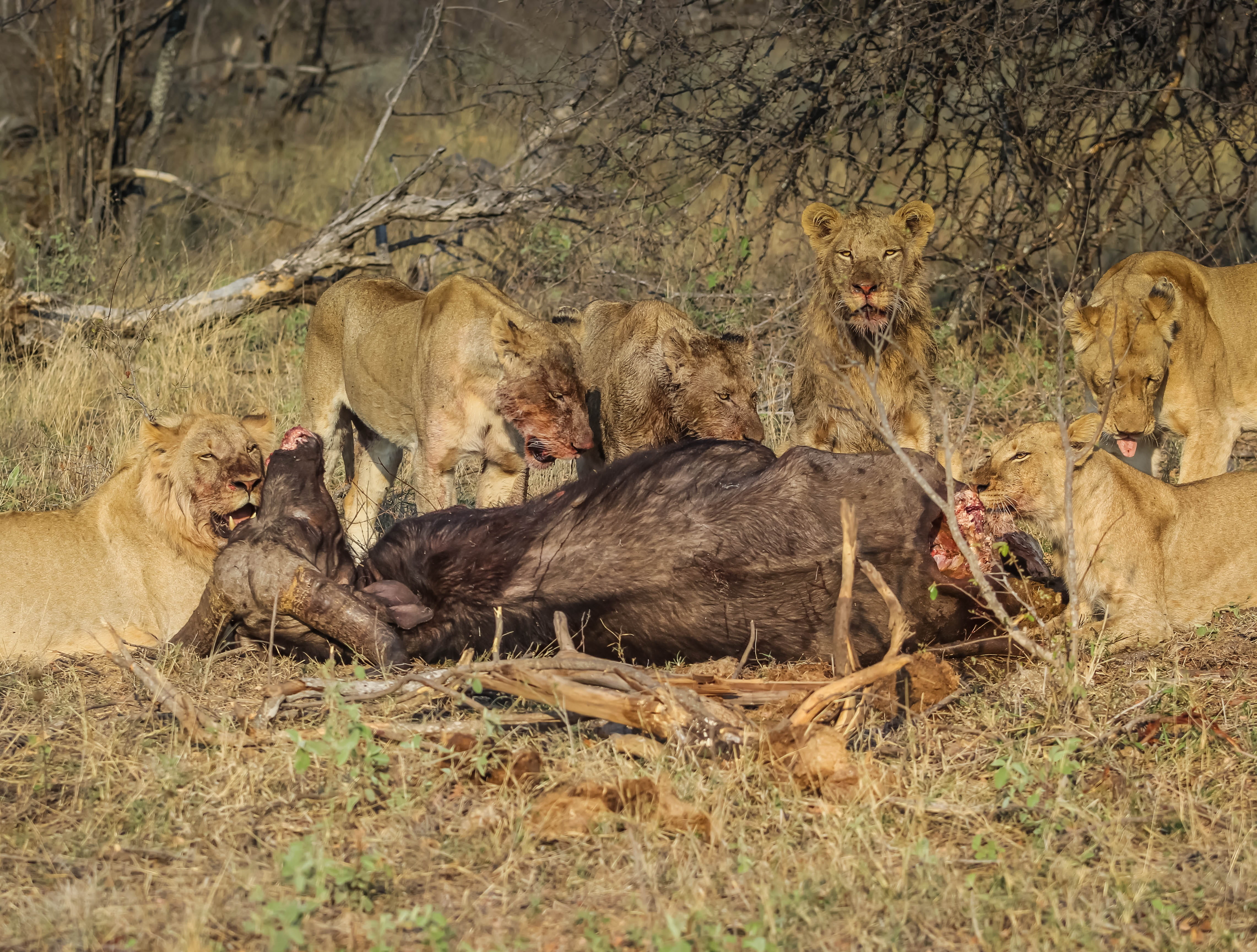pets, animals in the wild, savanna, mammal, grass, nature, lion, animal, carnivora, 4K, side view, group of animals, tree, five, animal wildlife, no people, HD Wallpaper