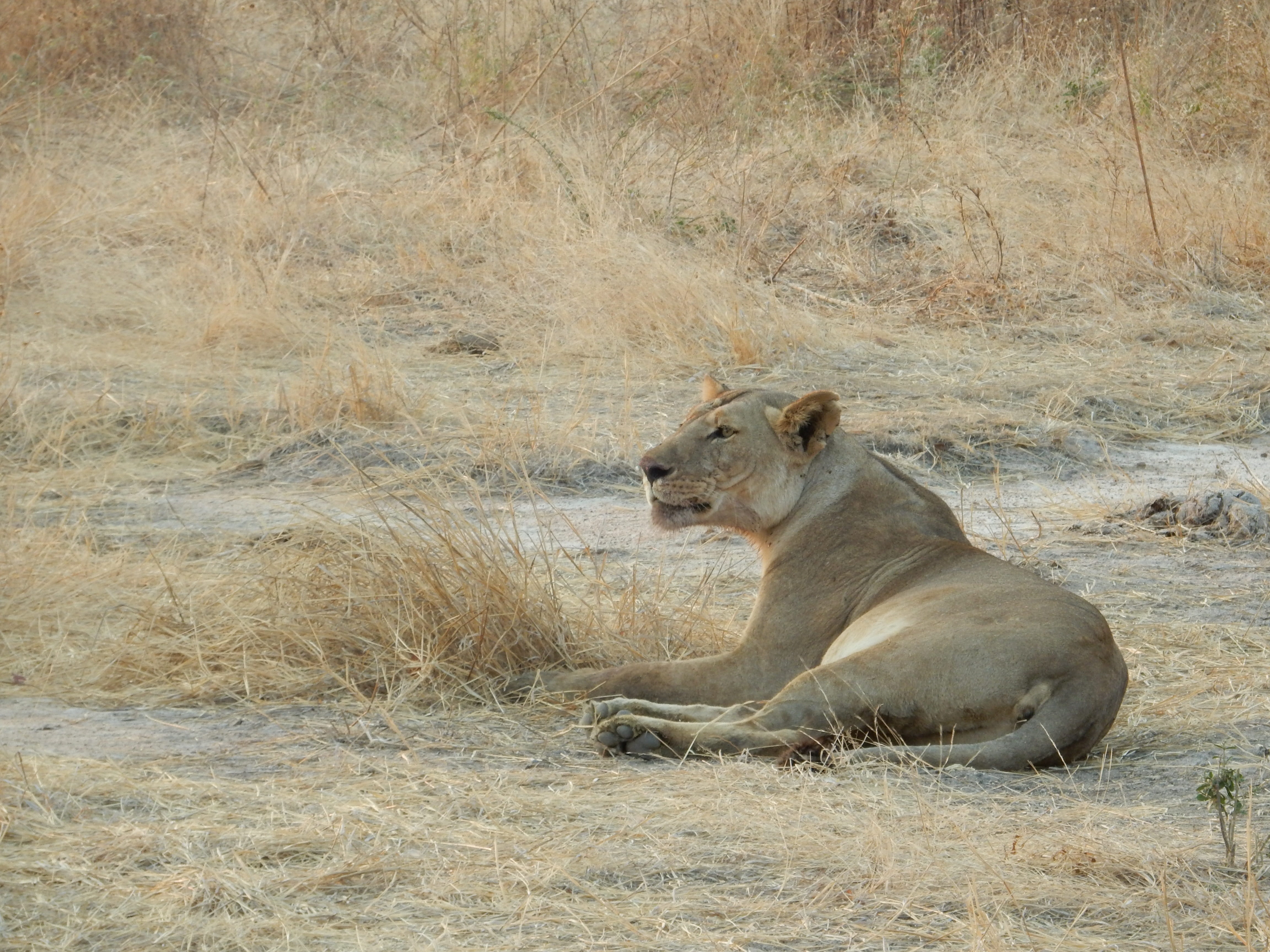 sitting, national Park, wild animals, female animal, feline, lion - Feline, carnivore, animal themes, day, animal, animals, Savannah, no people, east Africa, HD Wallpaper