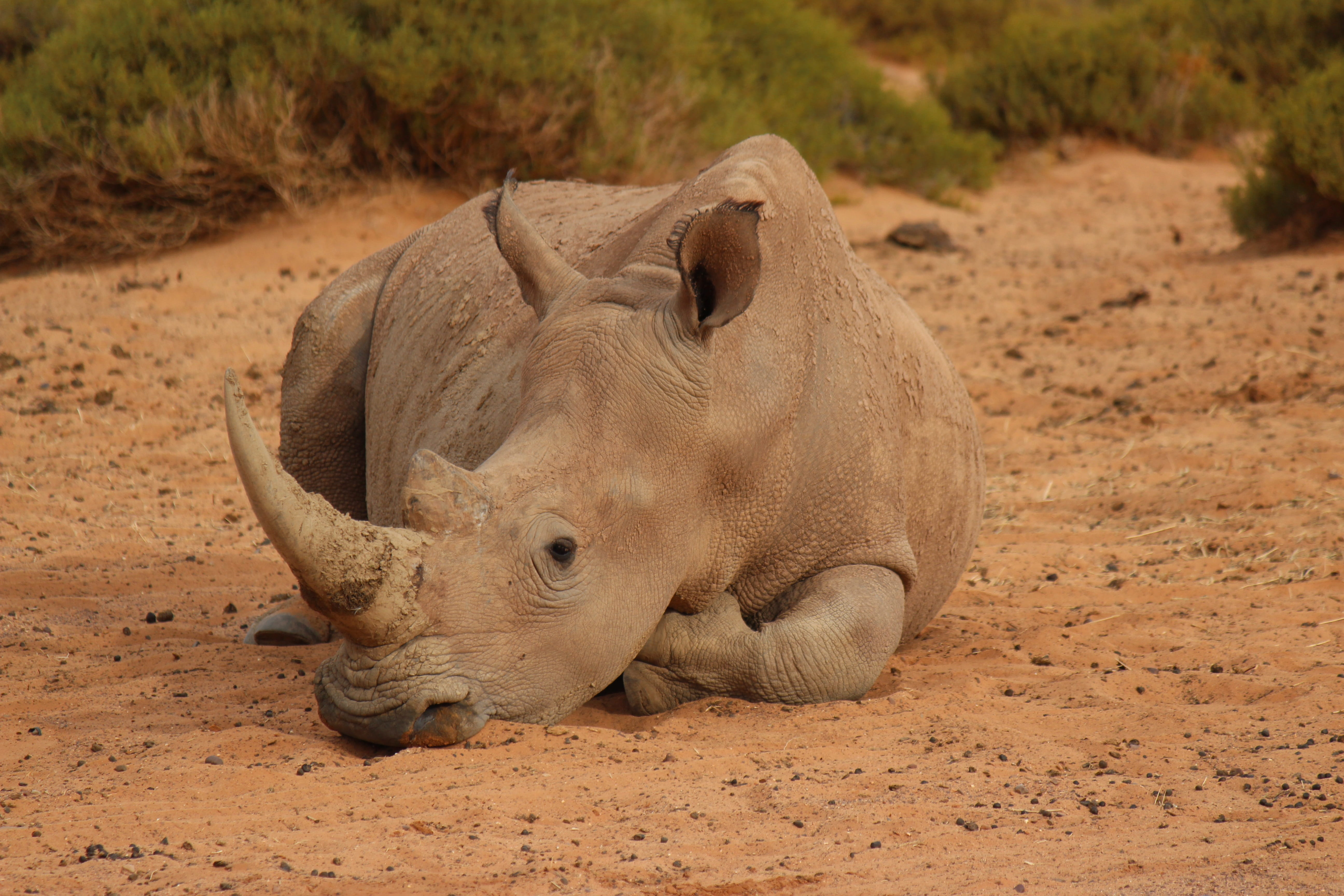 horned, dirt, animal themes, vertebrate, South Africa, dust, animals In The Wild, sand, big five, full length, rhinoceros, safari, Body Kits, Rest, mud, HD Wallpaper