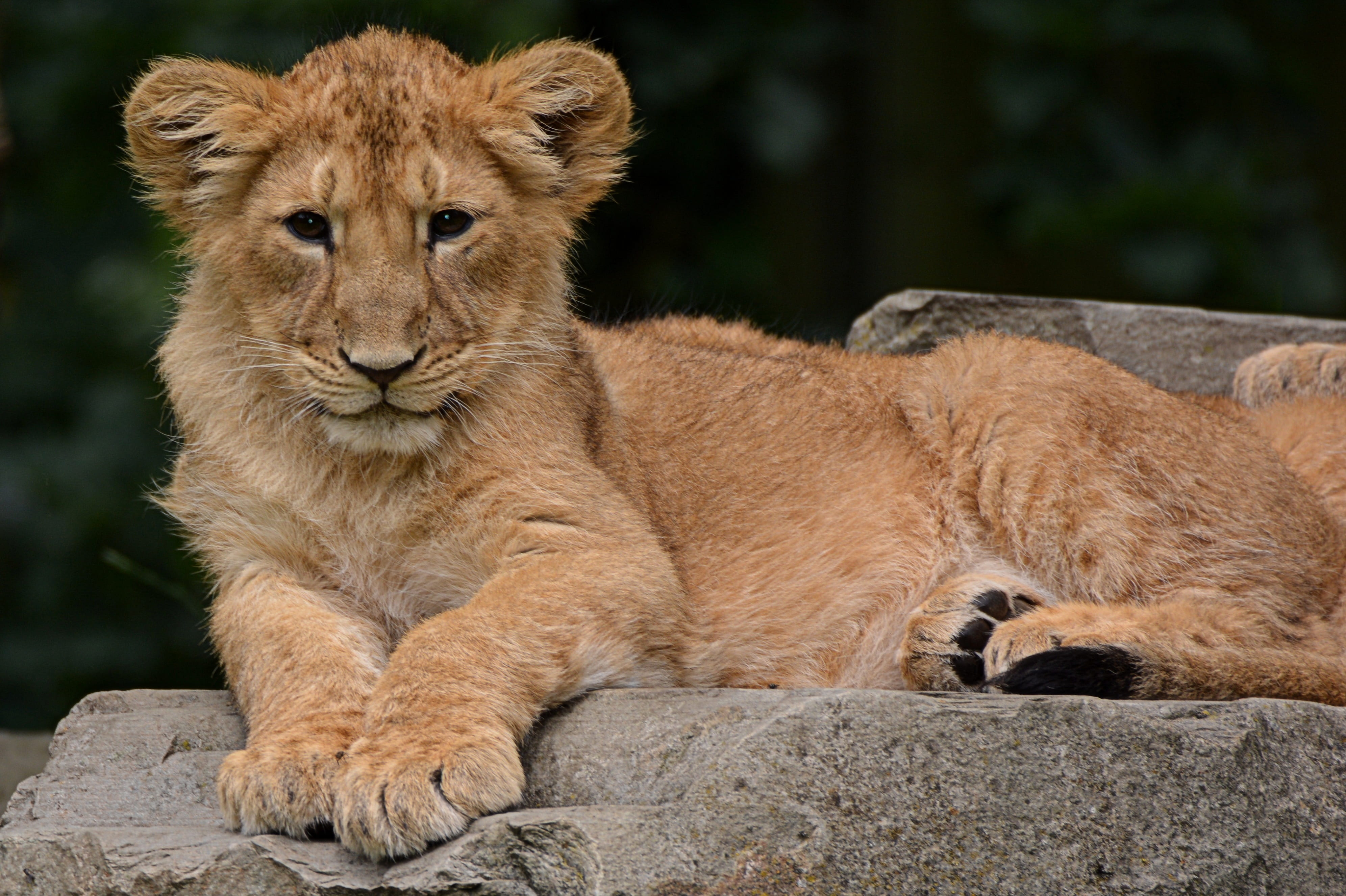 feline, animals in the wild, no people, lioness, rock, lion - feline, rock - object, mammal, 4K, nature, grey, predator, animal wildlife, cat, female animal, HD Wallpaper
