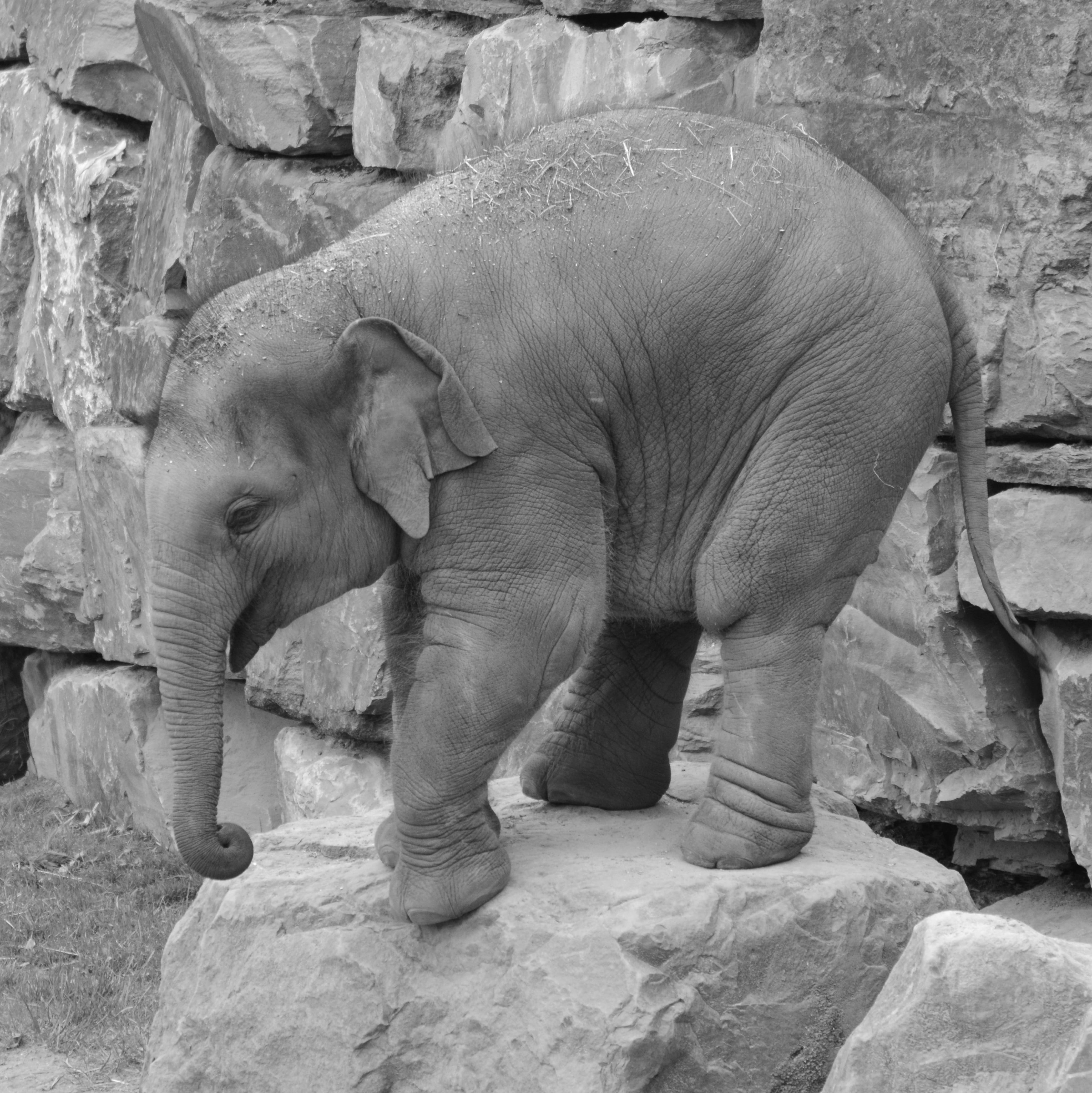 animal, elephant, rock - object, nature, animals in captivity, animal family, stone wall, solid, mammal, day, side view, herbivorous, rock, one animal, Phone HD Wallpaper